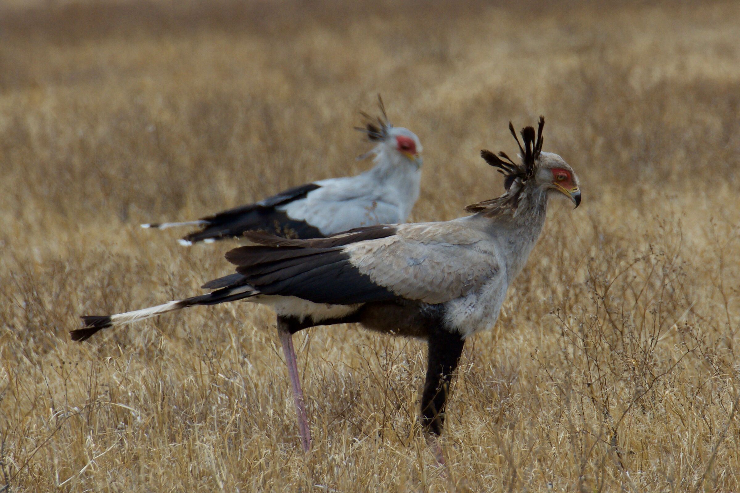 Secretary Bird (Serpentario)