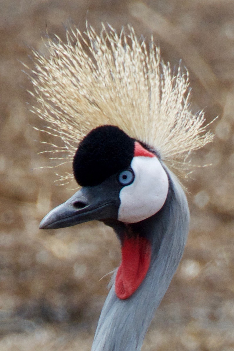 Crowned Crane