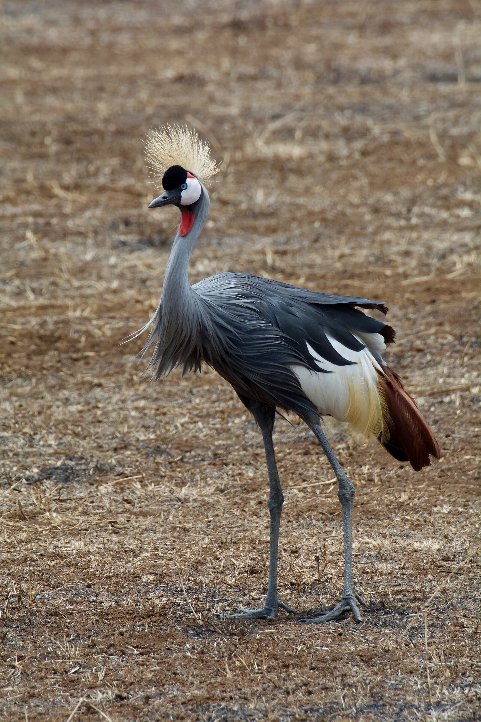 Crowned Crane