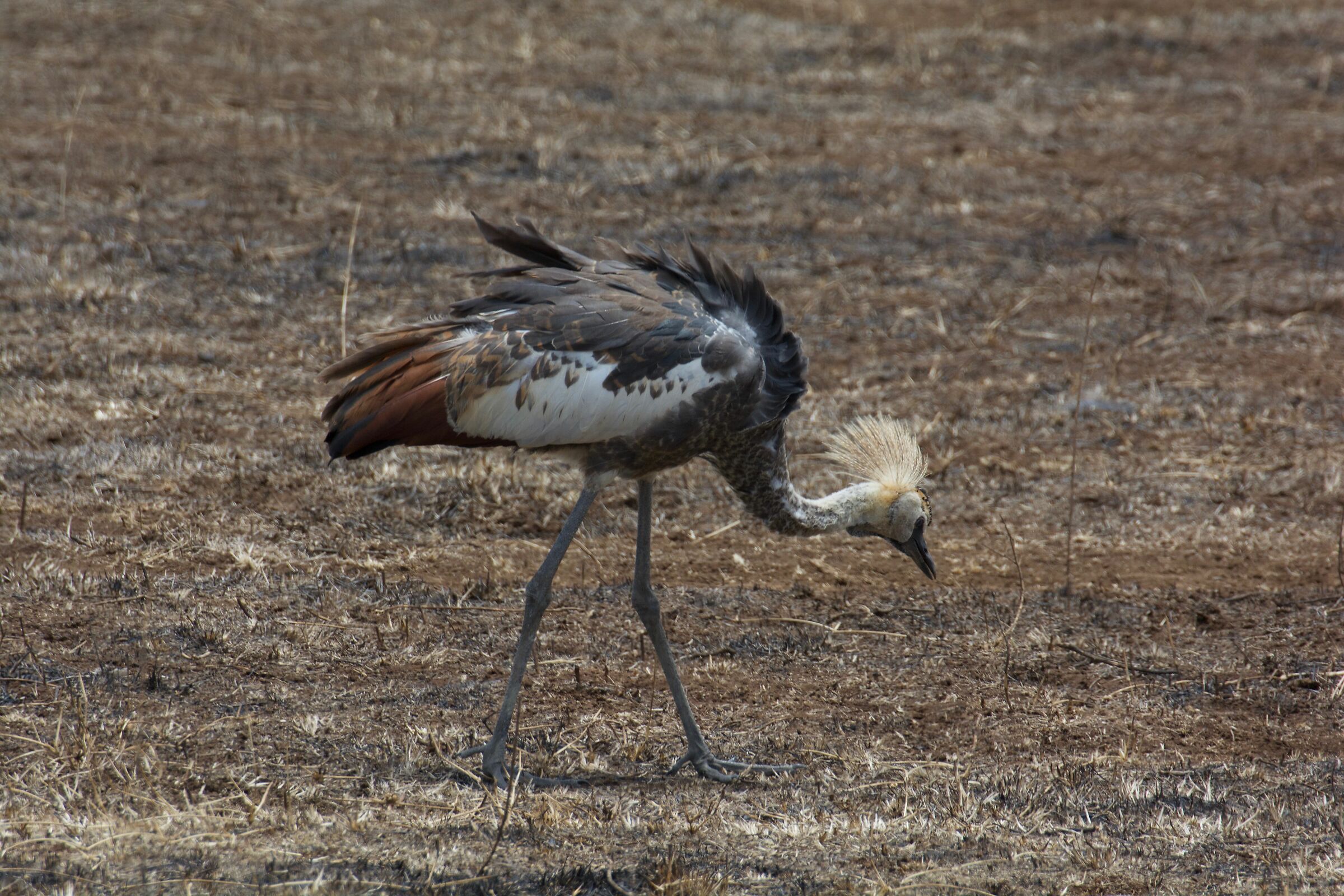 Crowned Crane
