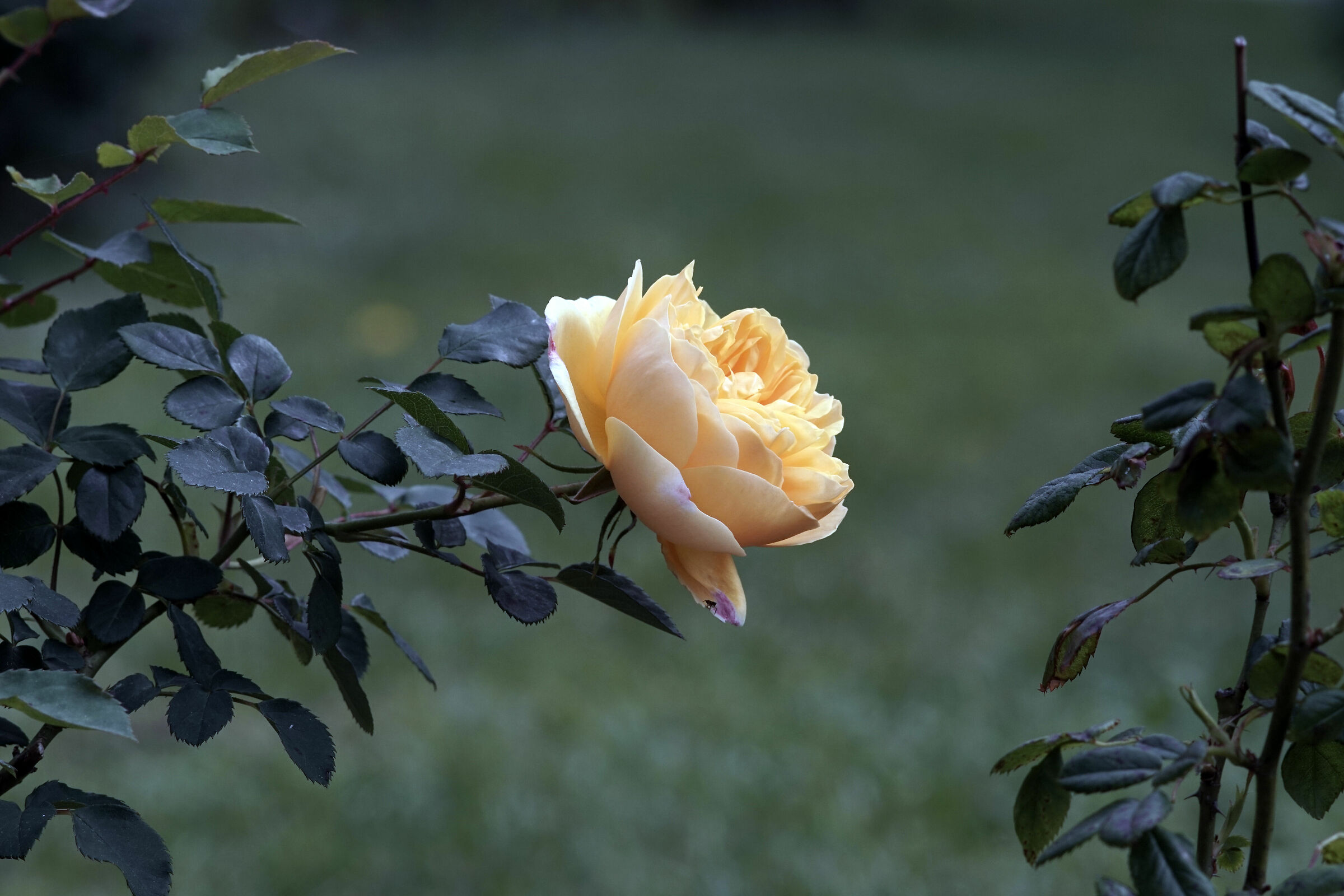 Test Sonnar 135 mm f2.8 C/Y - 1