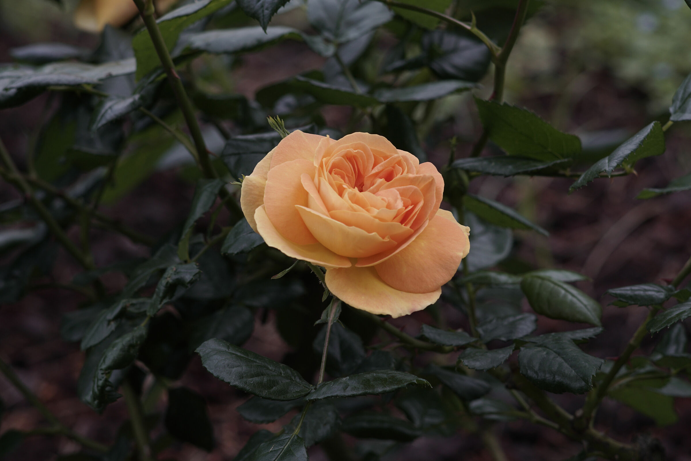 Test Sonnar 135 mm f2.8 C/Y - 2