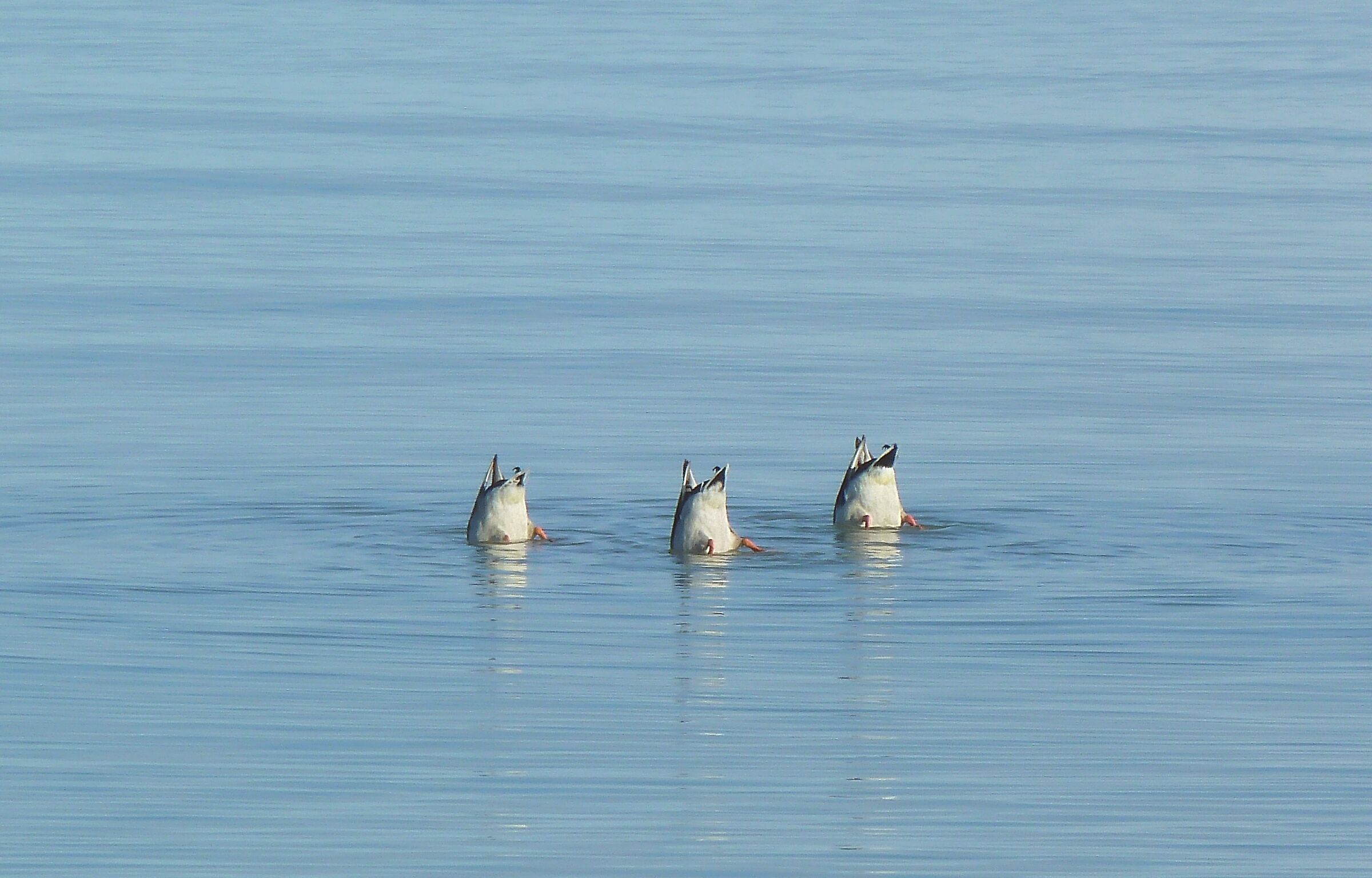 Synchronized swimming