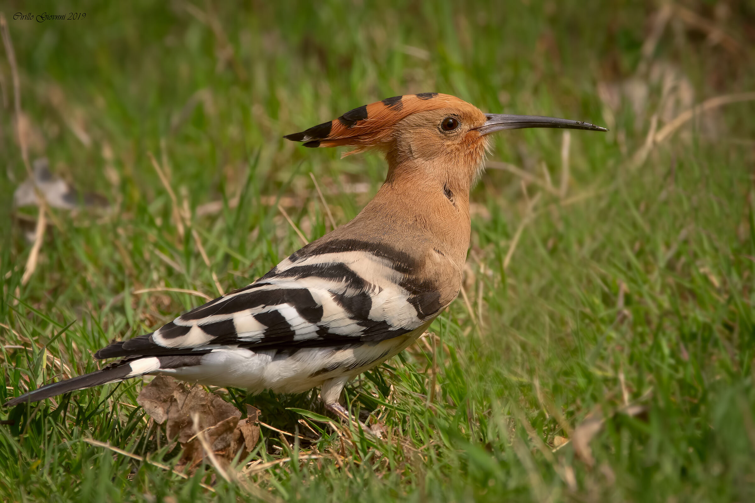 Upupa oasi Madonnina