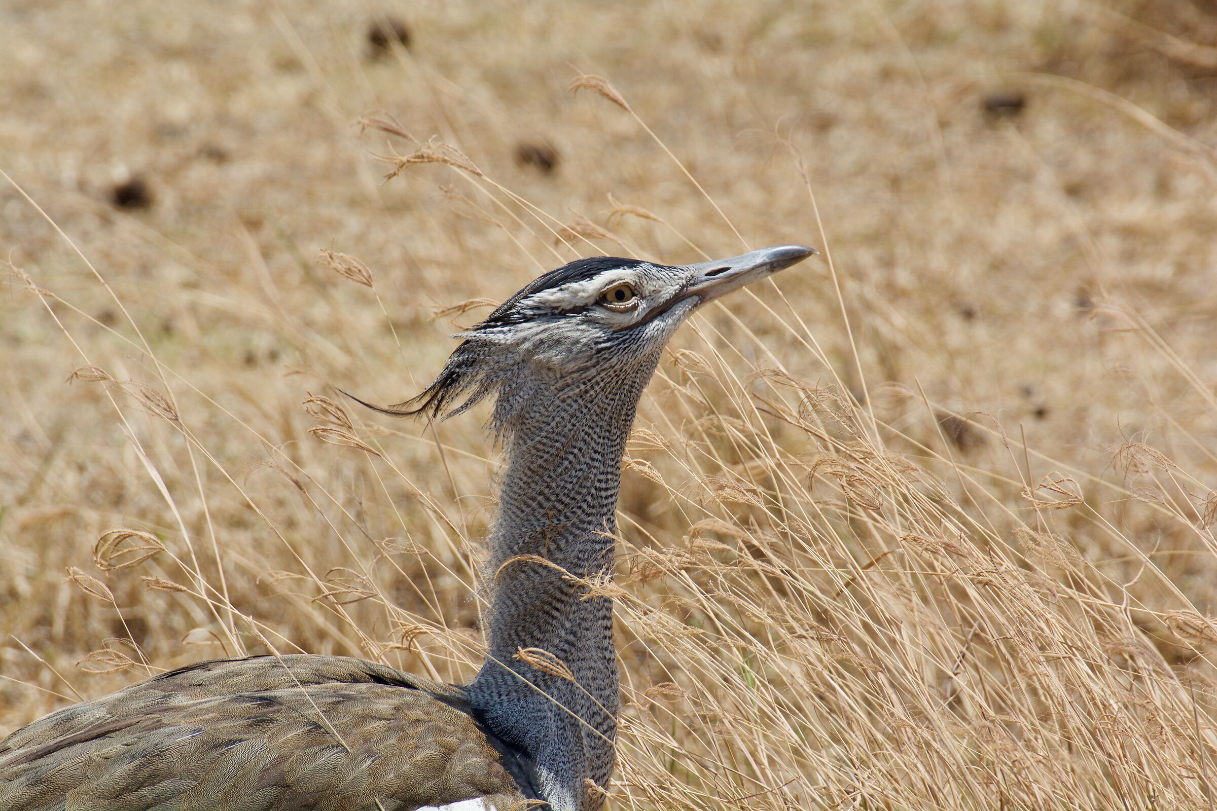 Kori's Bustard
