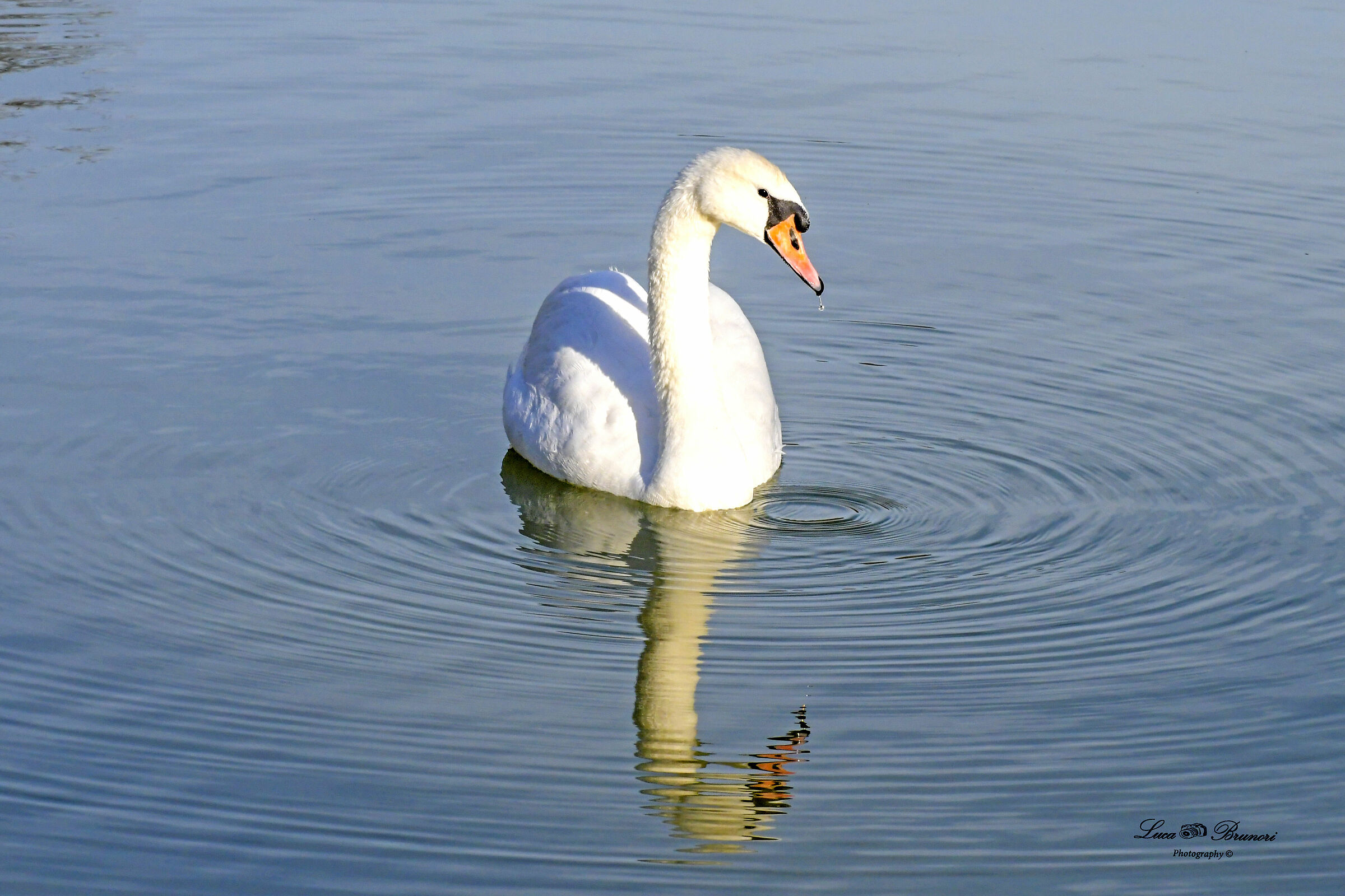 Swan