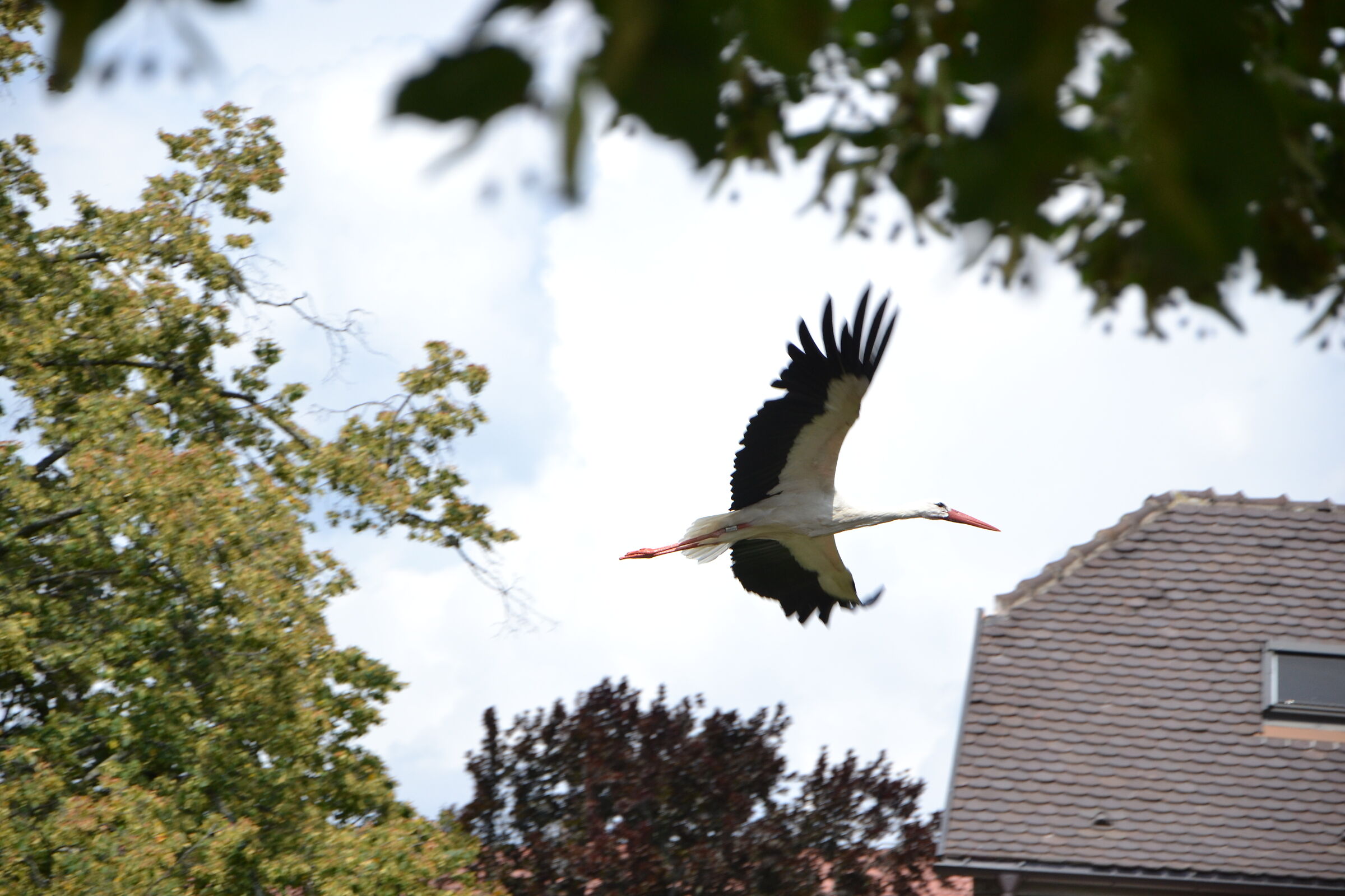 Stork