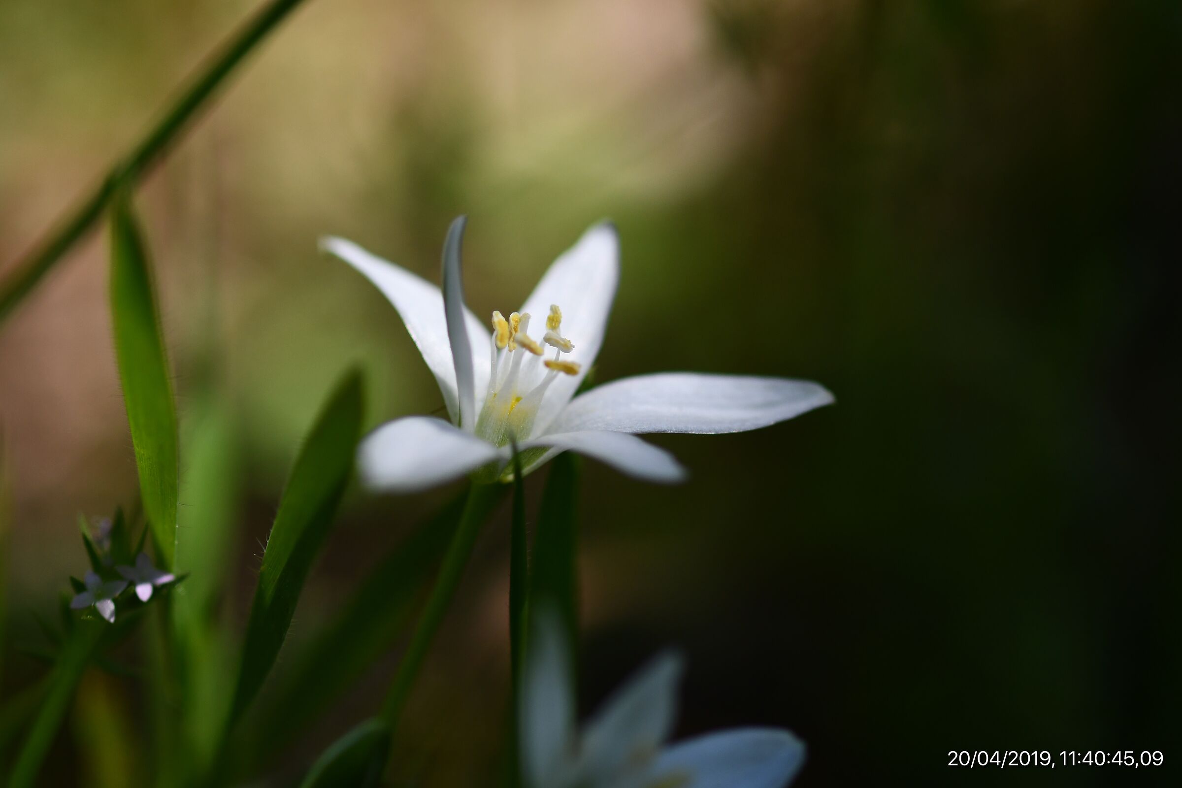 Ghost Flower