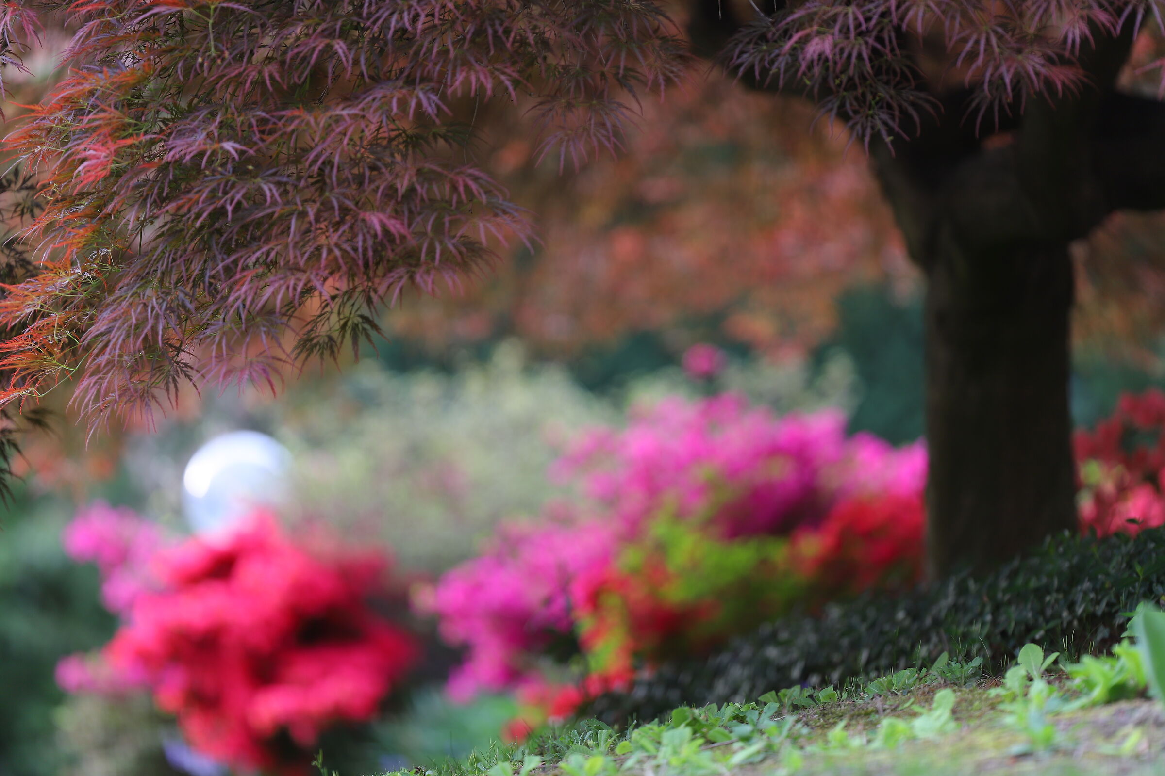 Primavera multicolore