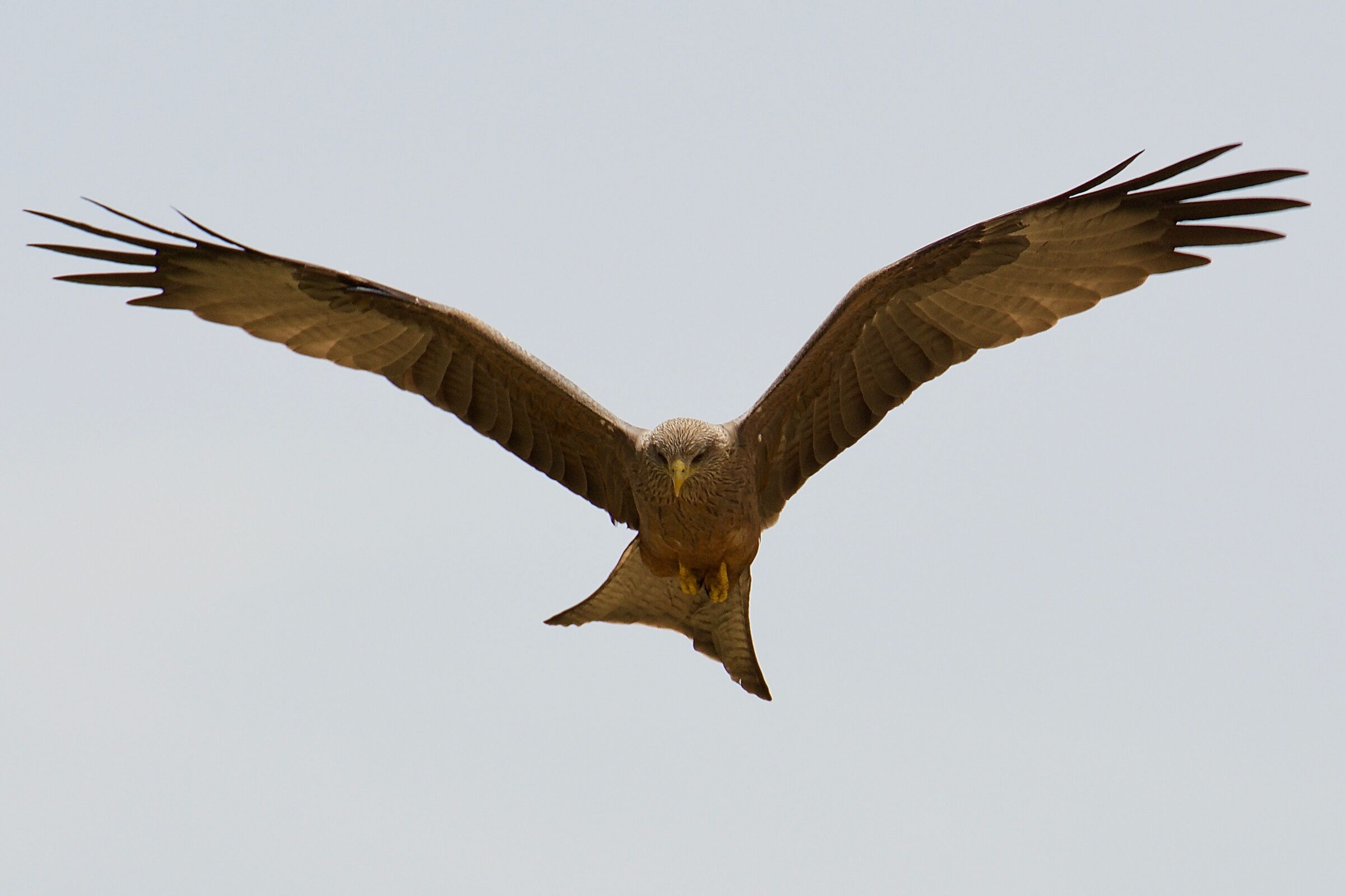 African Brown Kite