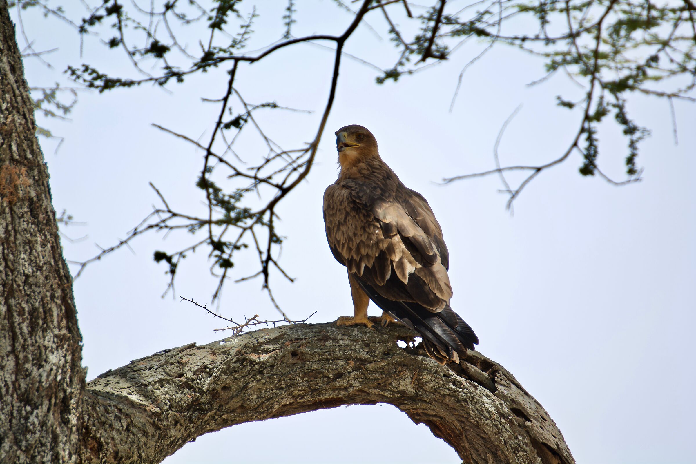 Steppe Eagle