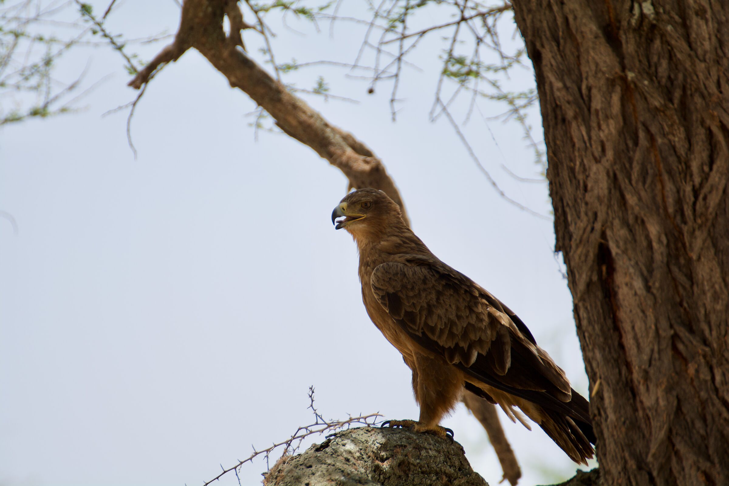 Steppe Eagle