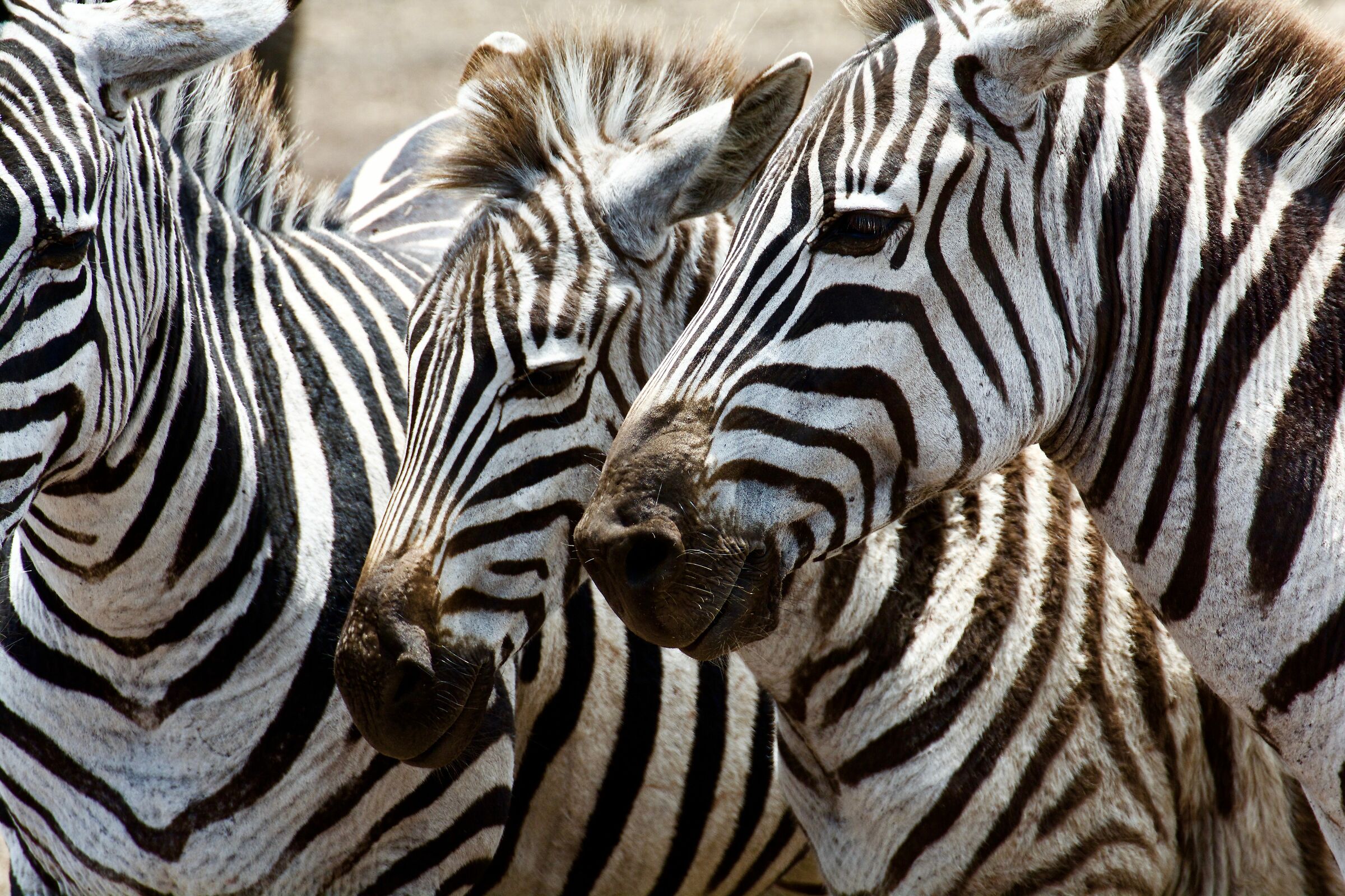 Zebras