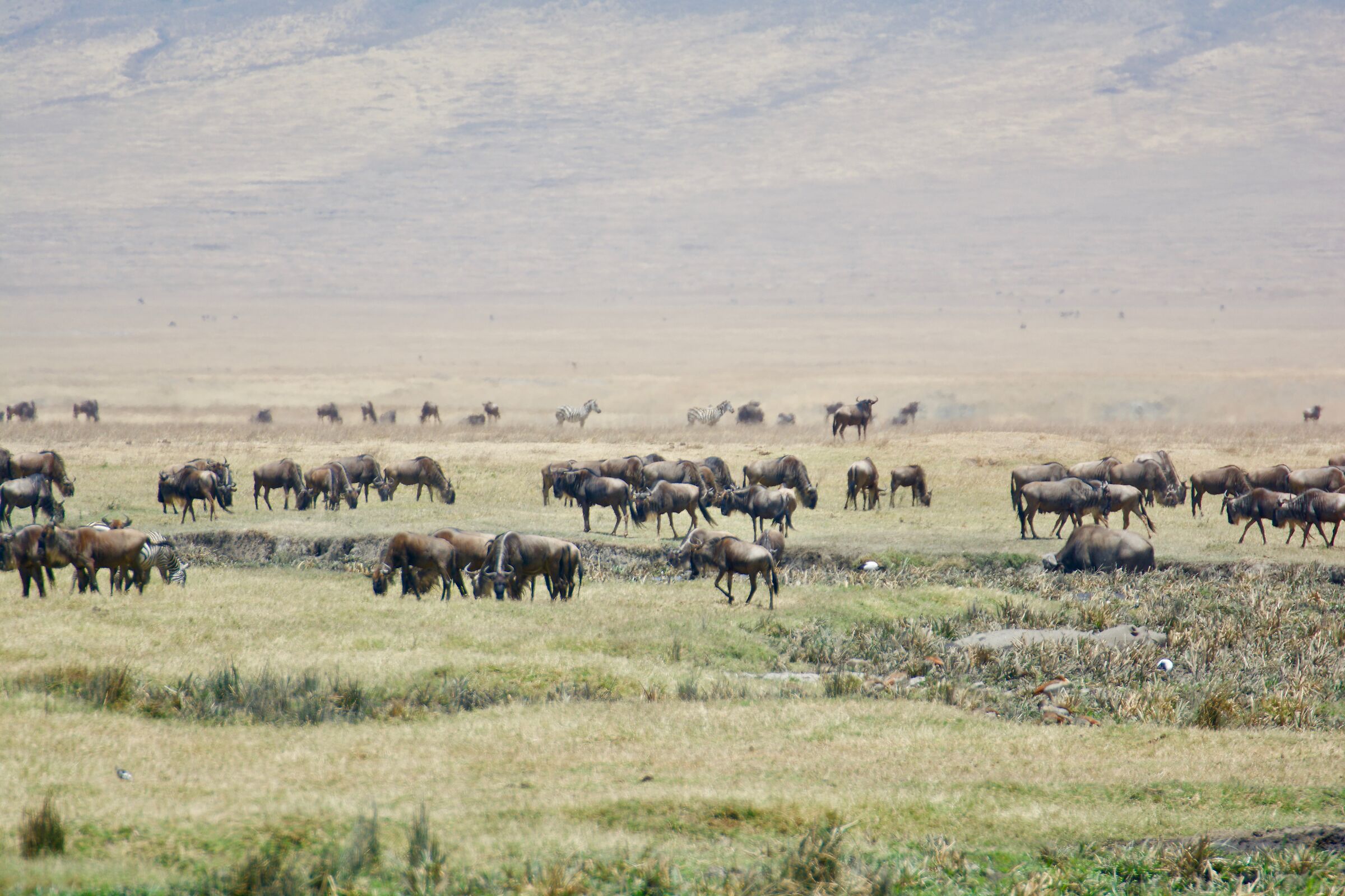 Ngorongoro