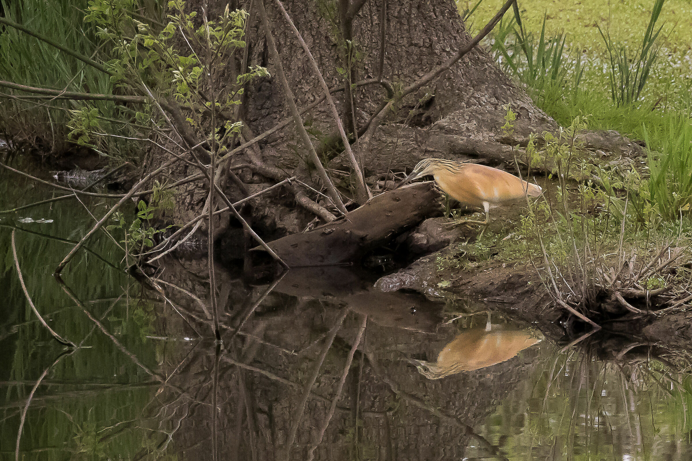 Sgarza ciufetto 7d mark ii