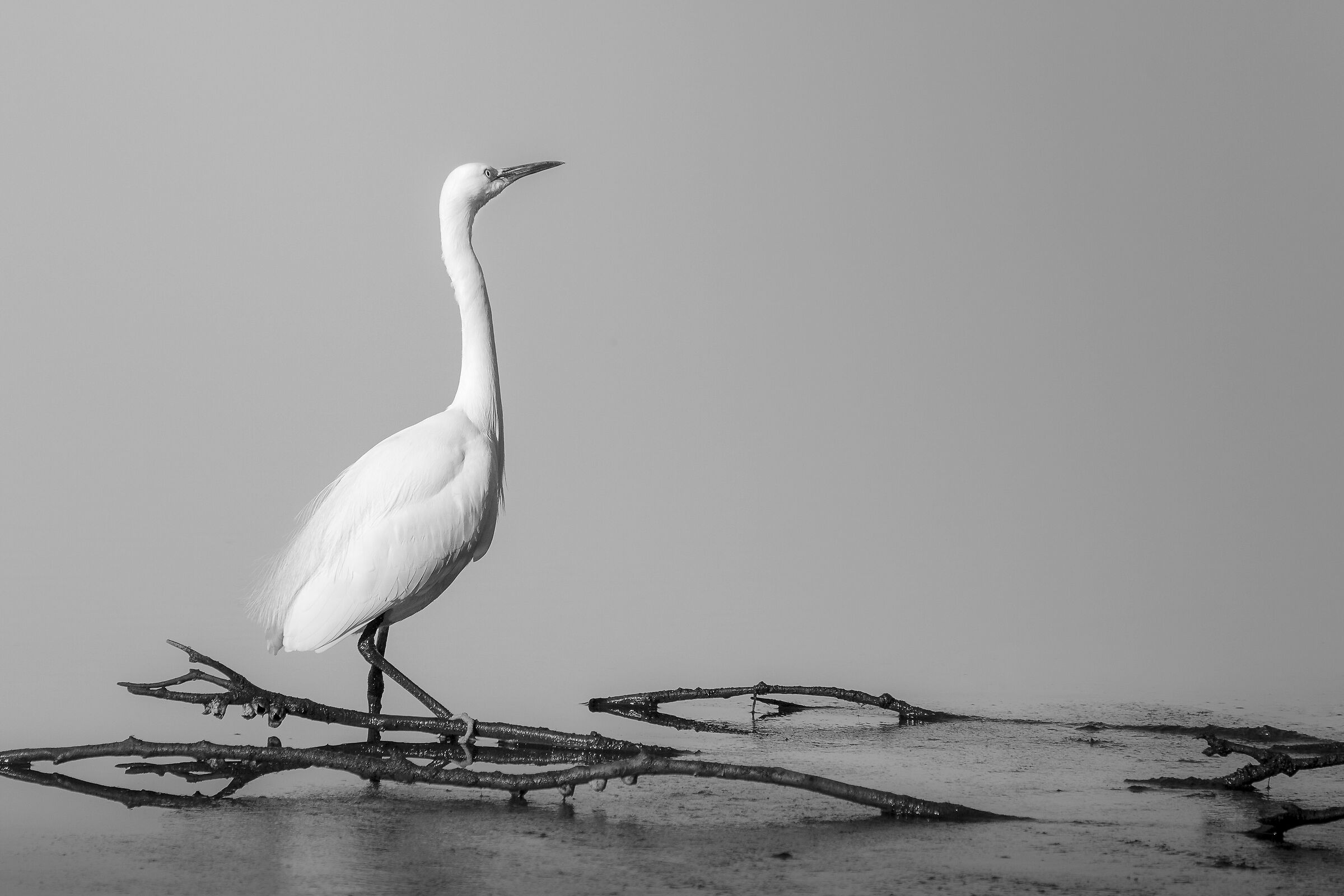 Egret