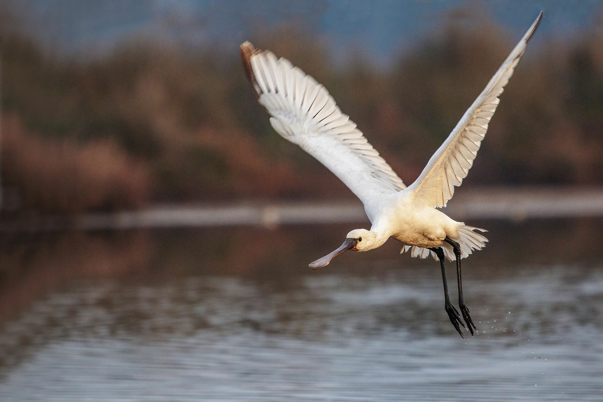 Spatula in Detachment