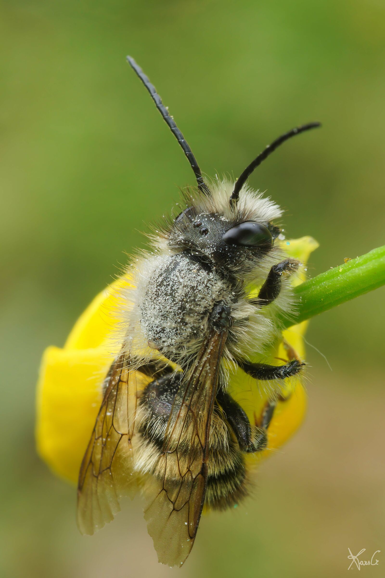 Osmia