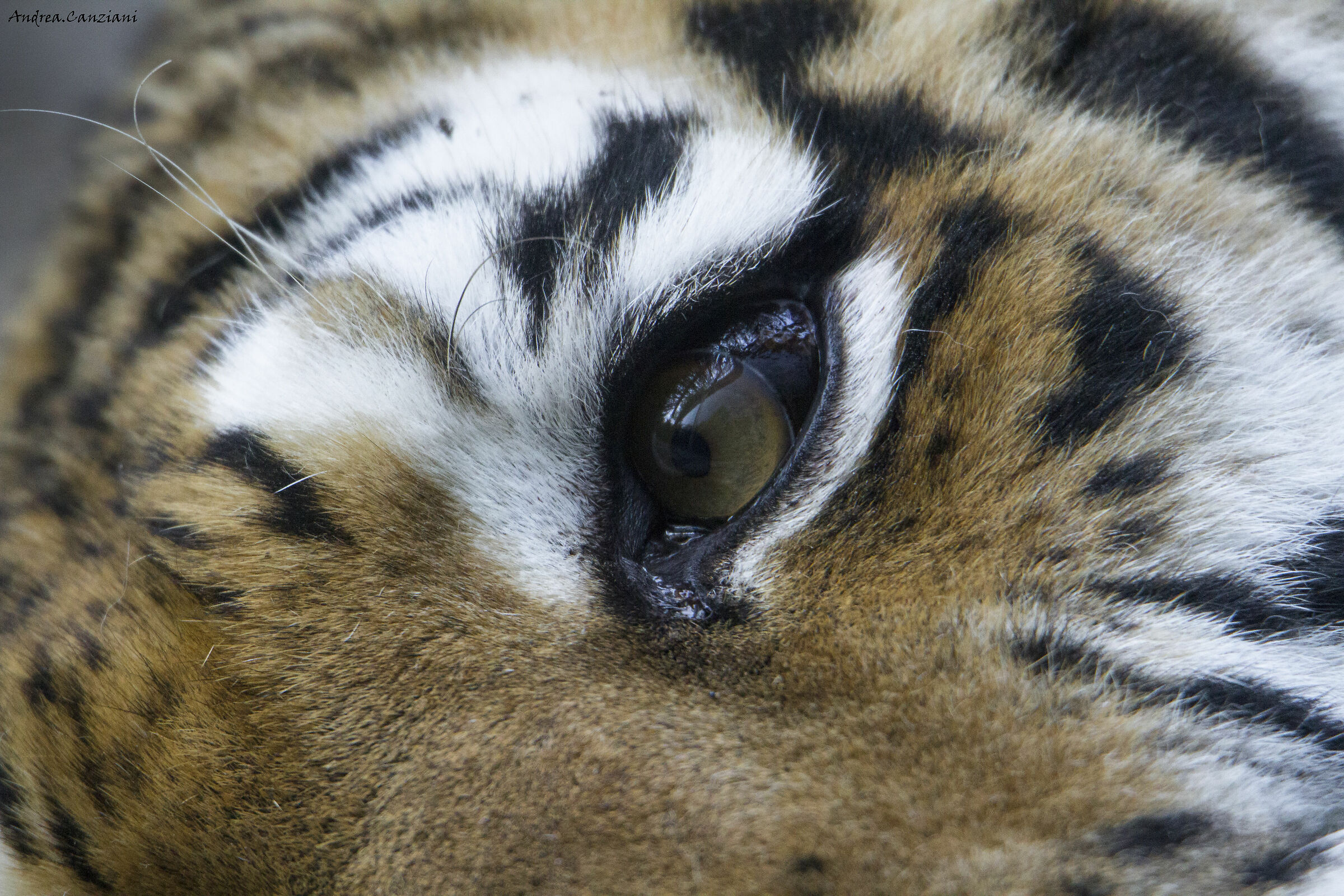 l'occhio della tigre