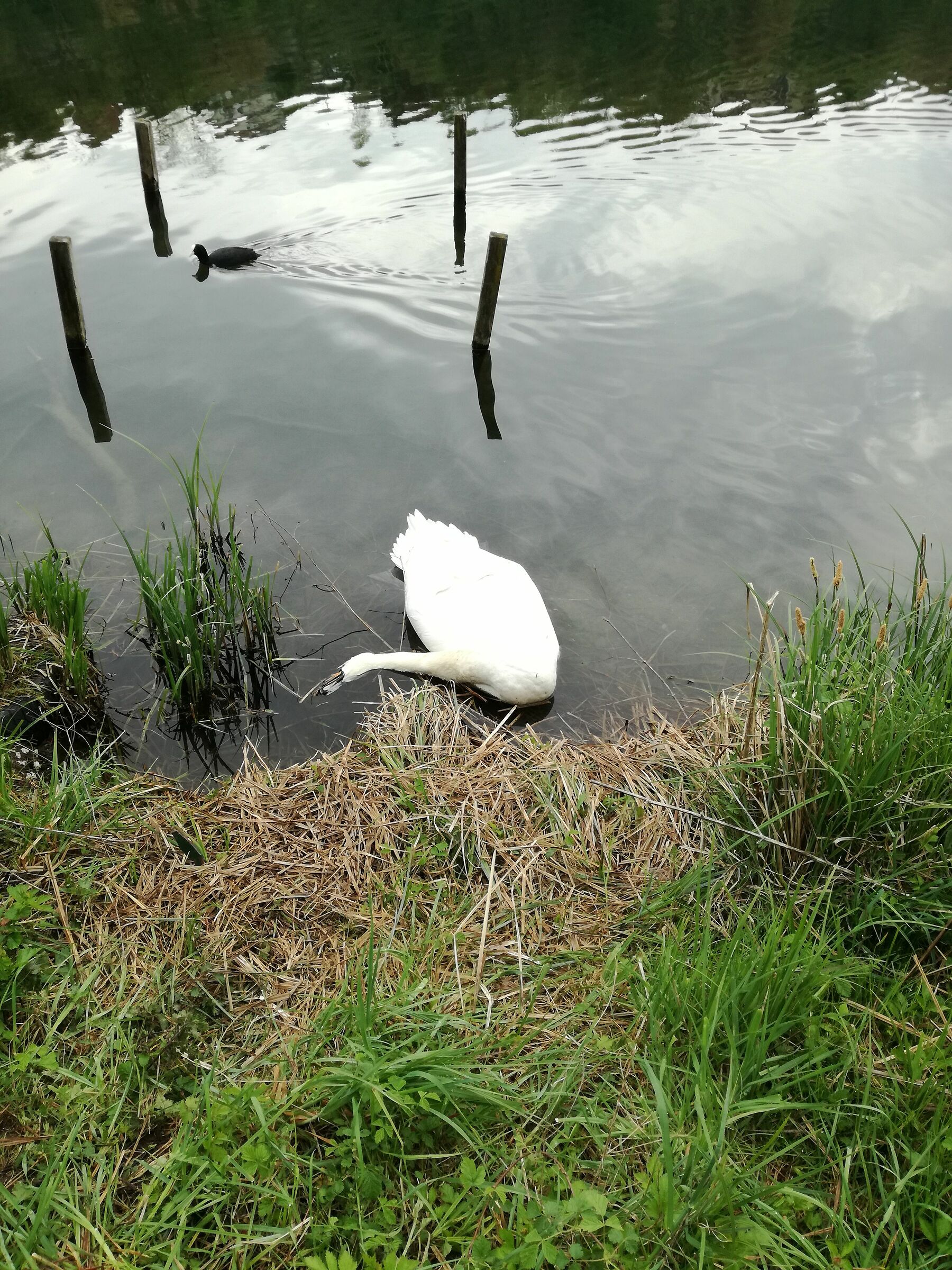 Swan 1