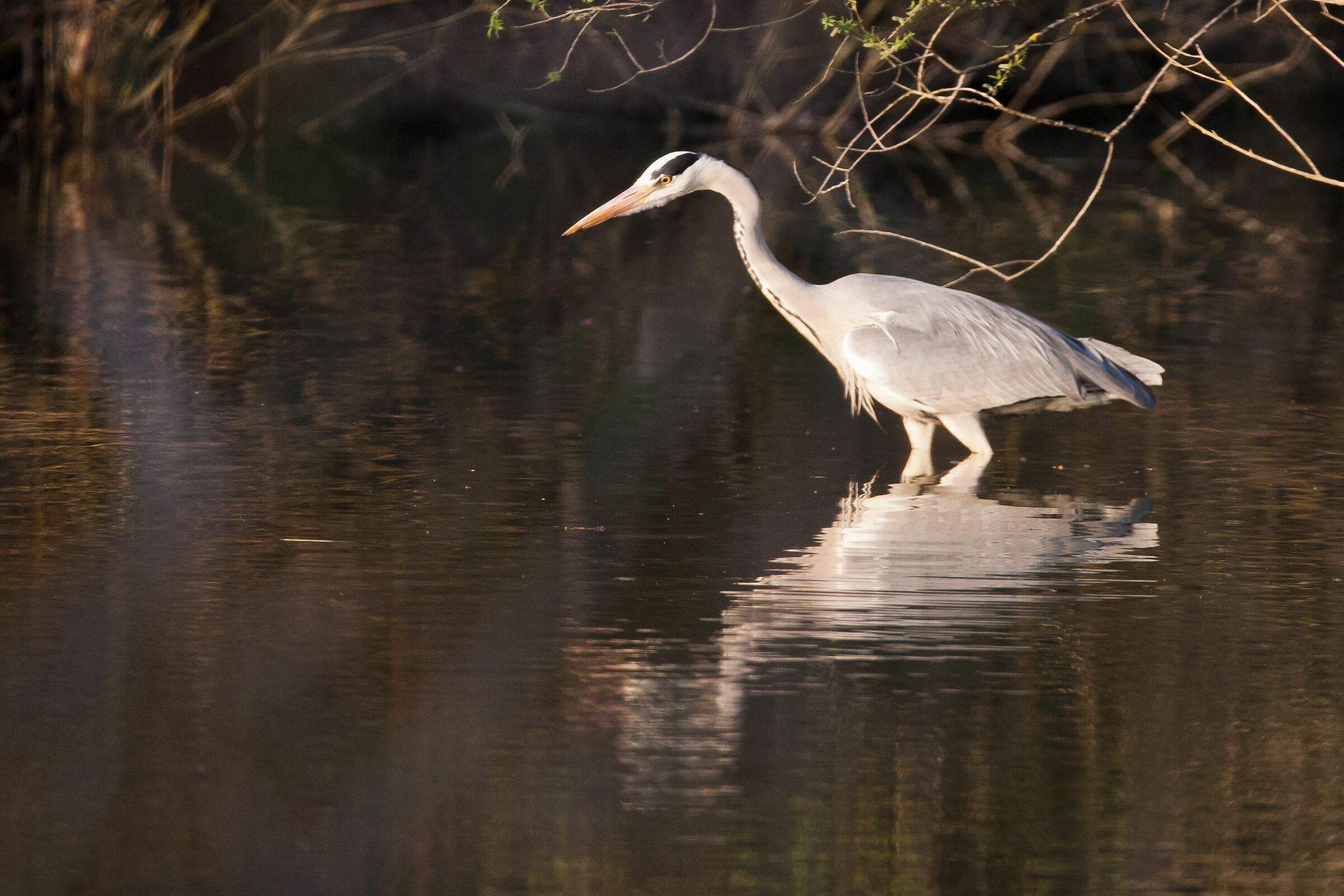 Grey Heron posing