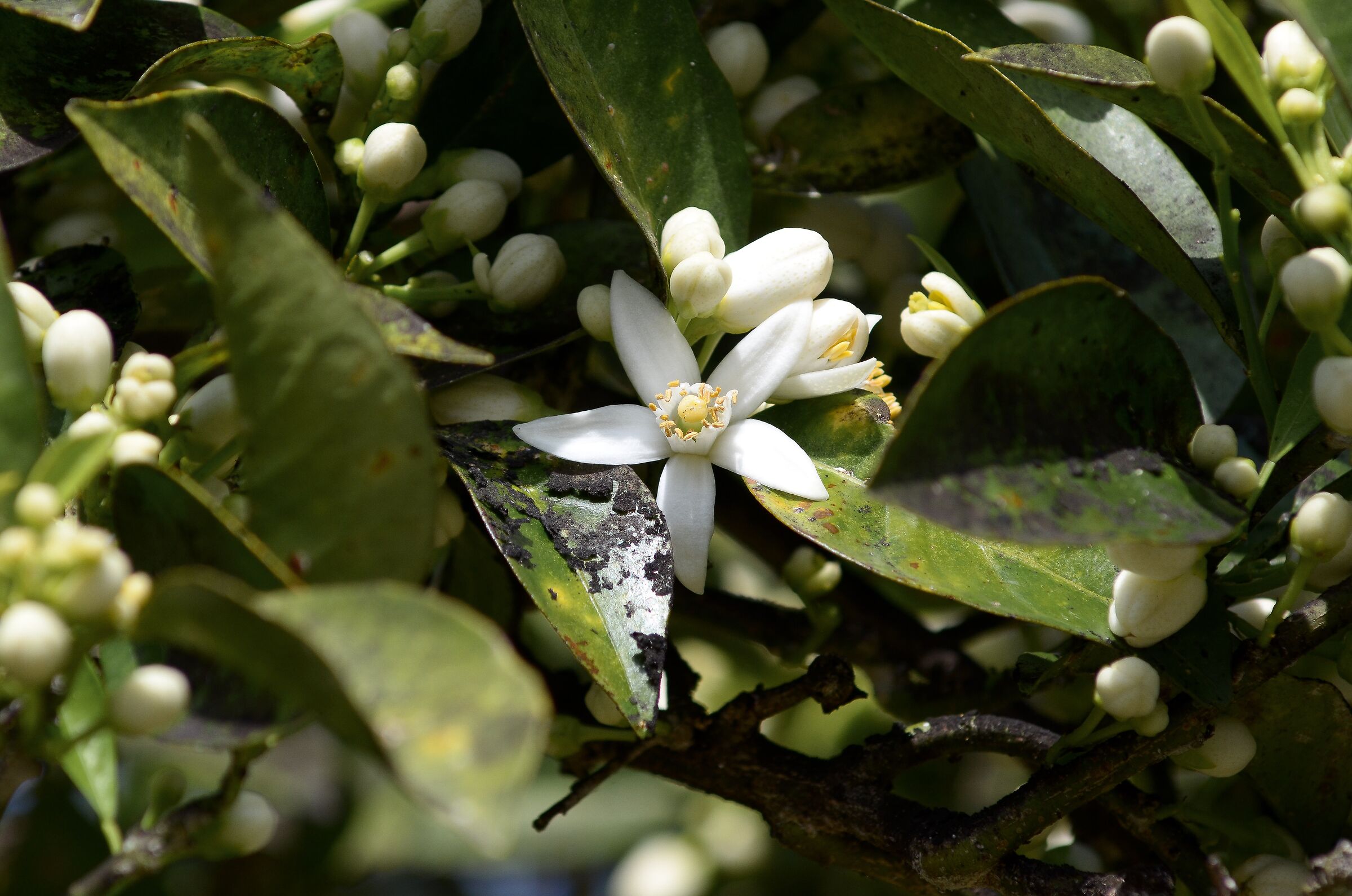 Blooming Orange Grove