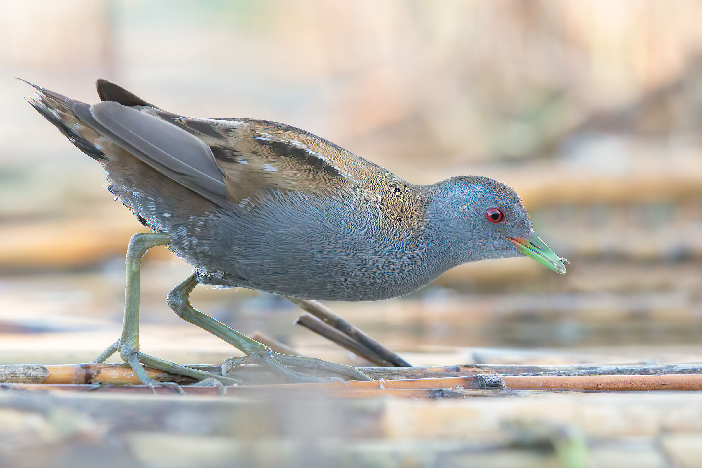 20.000 iso con Topaz AI ( schiribilla )