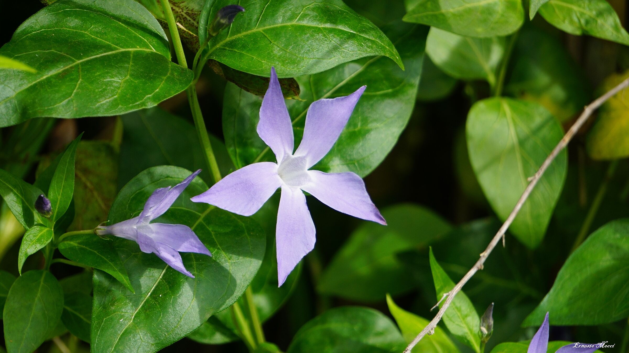 Stella Imperfetta in uno Sfondo di un po' di Speranza