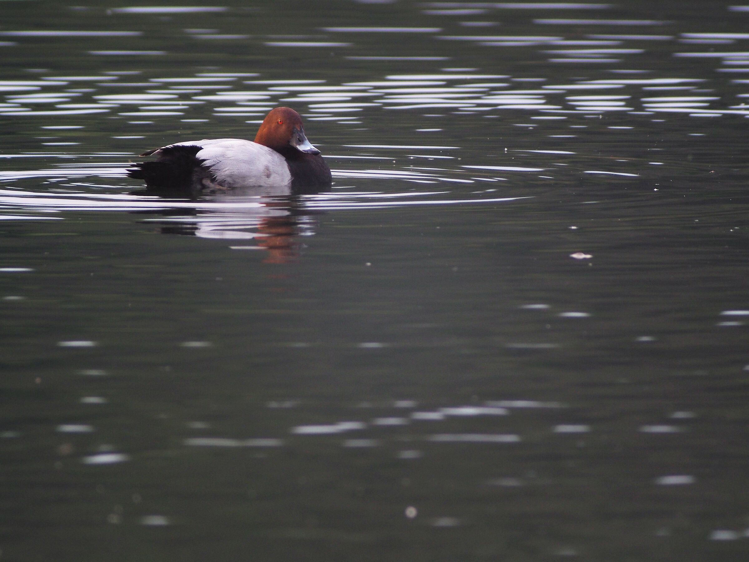 Pochard