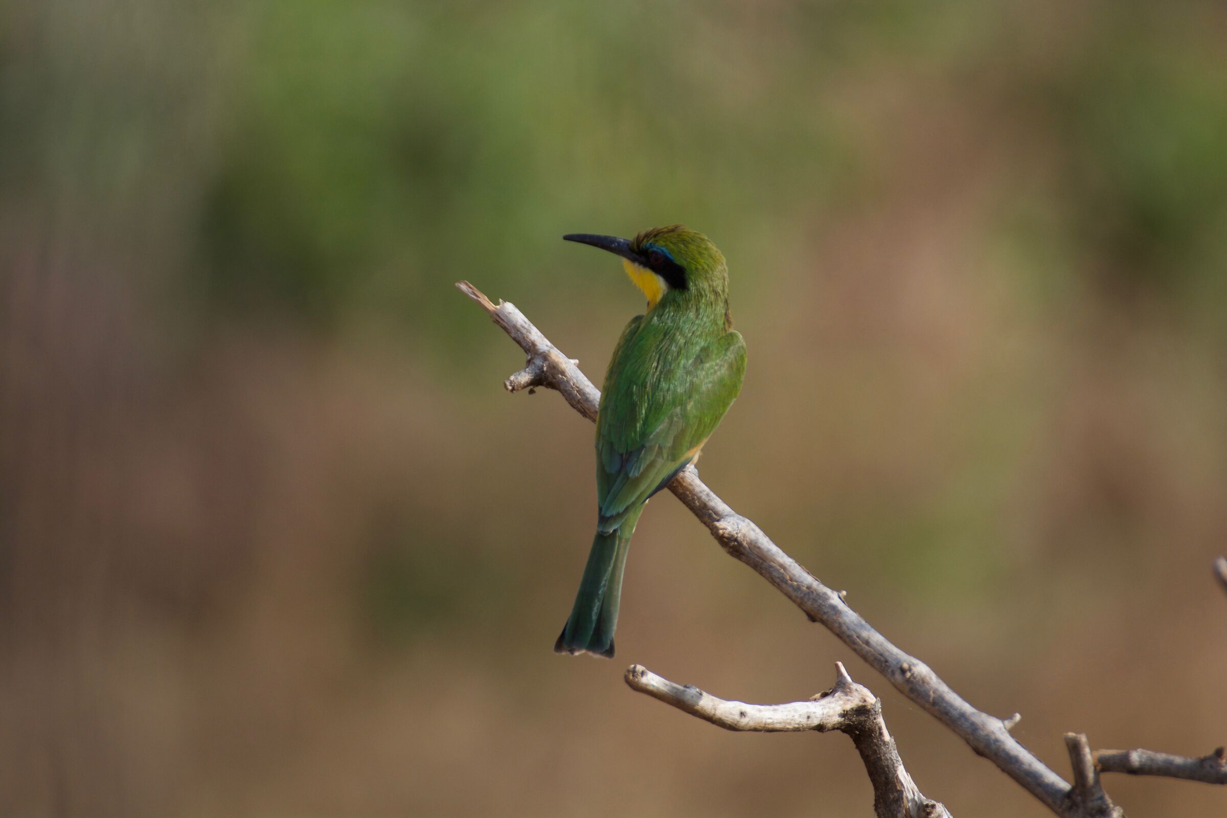 Bee Eater