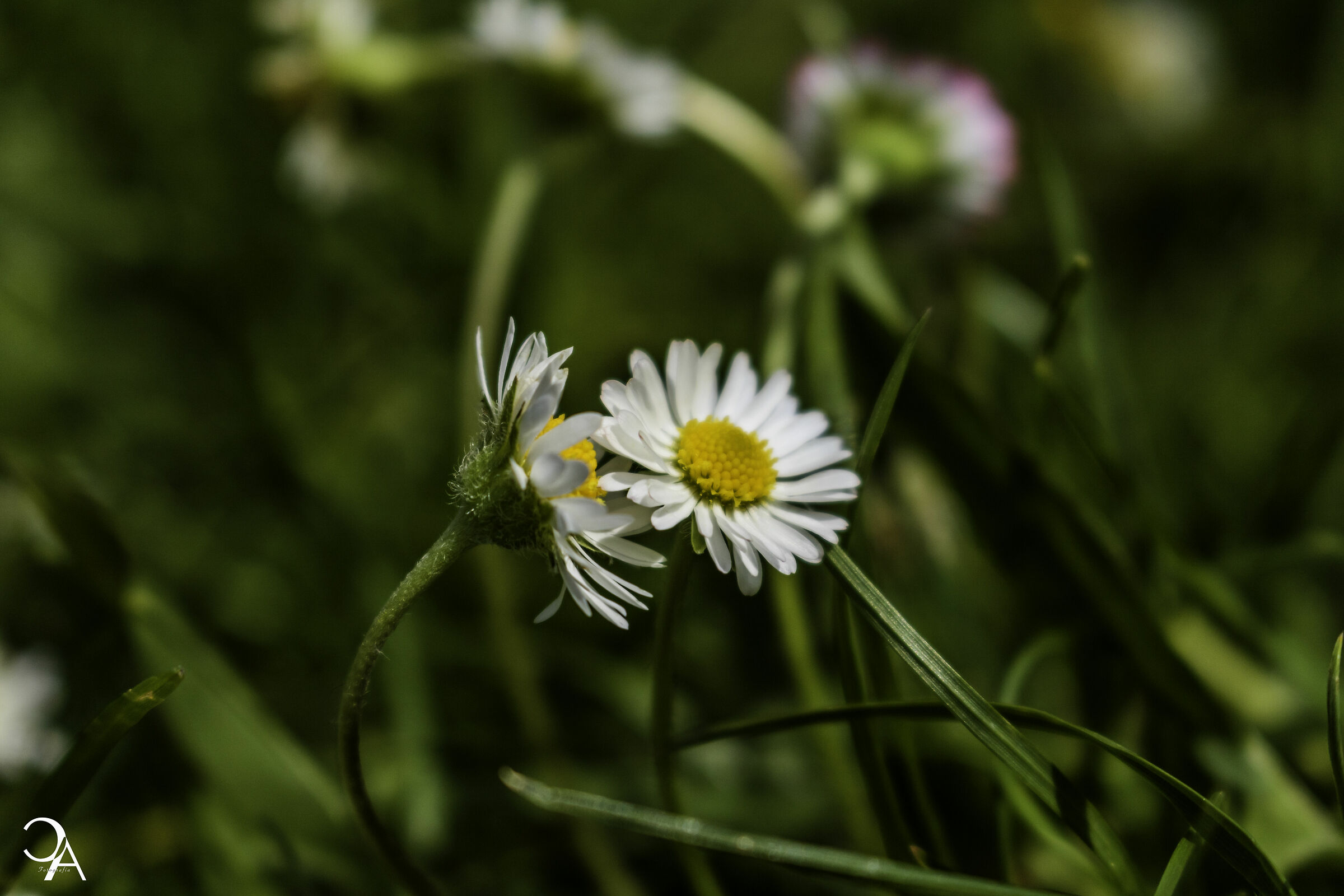 THE VOICES OF NATURE