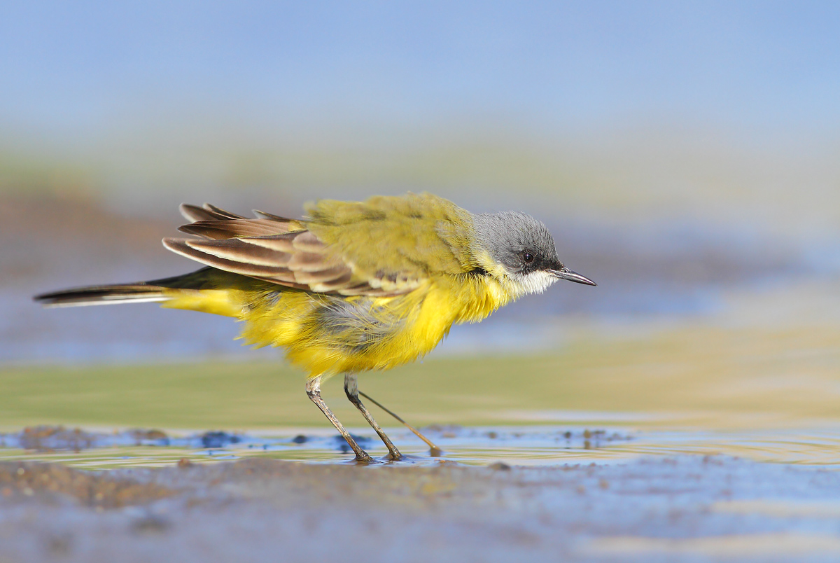 Yellow Wagtail