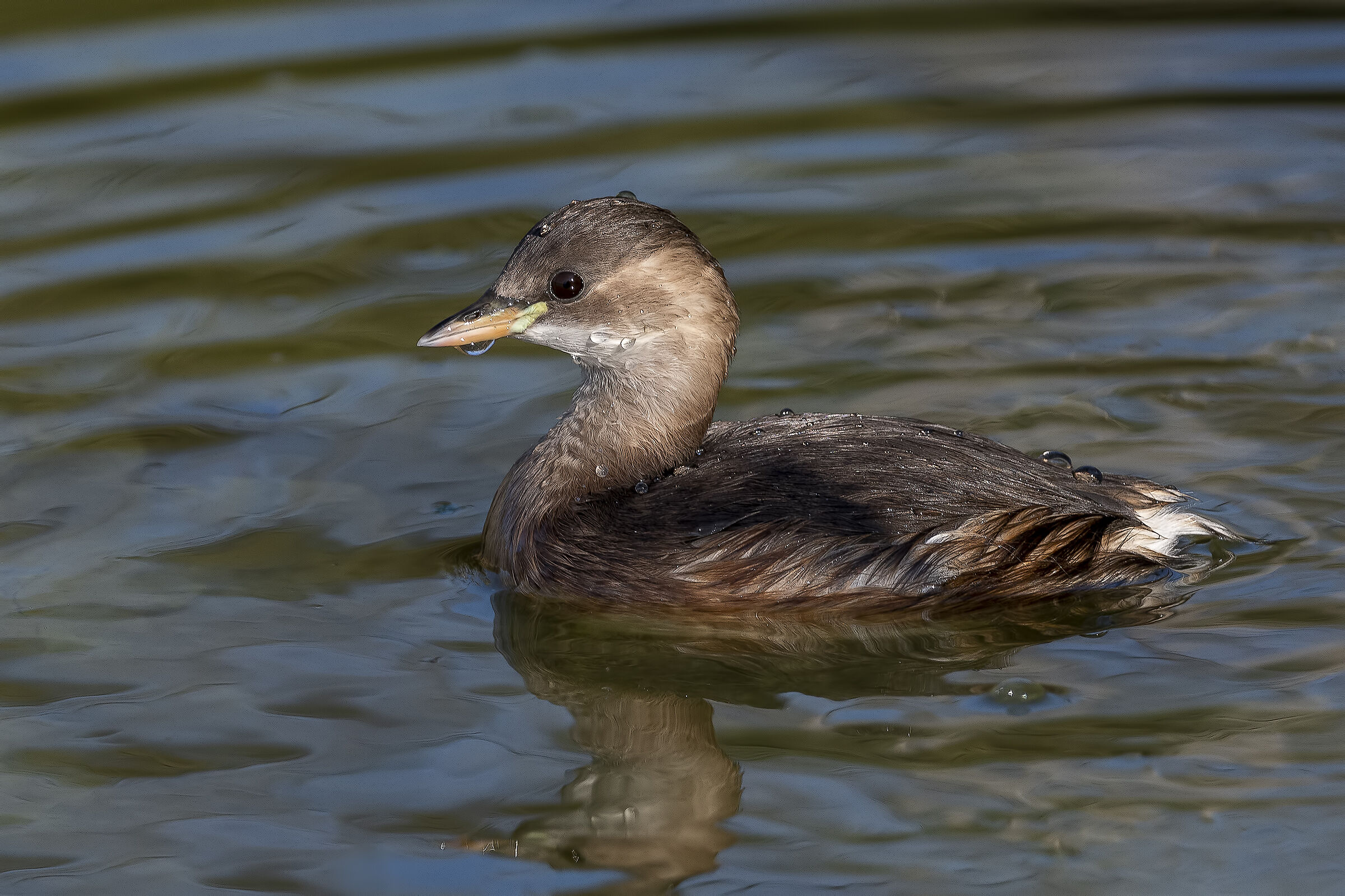 Little Grebe