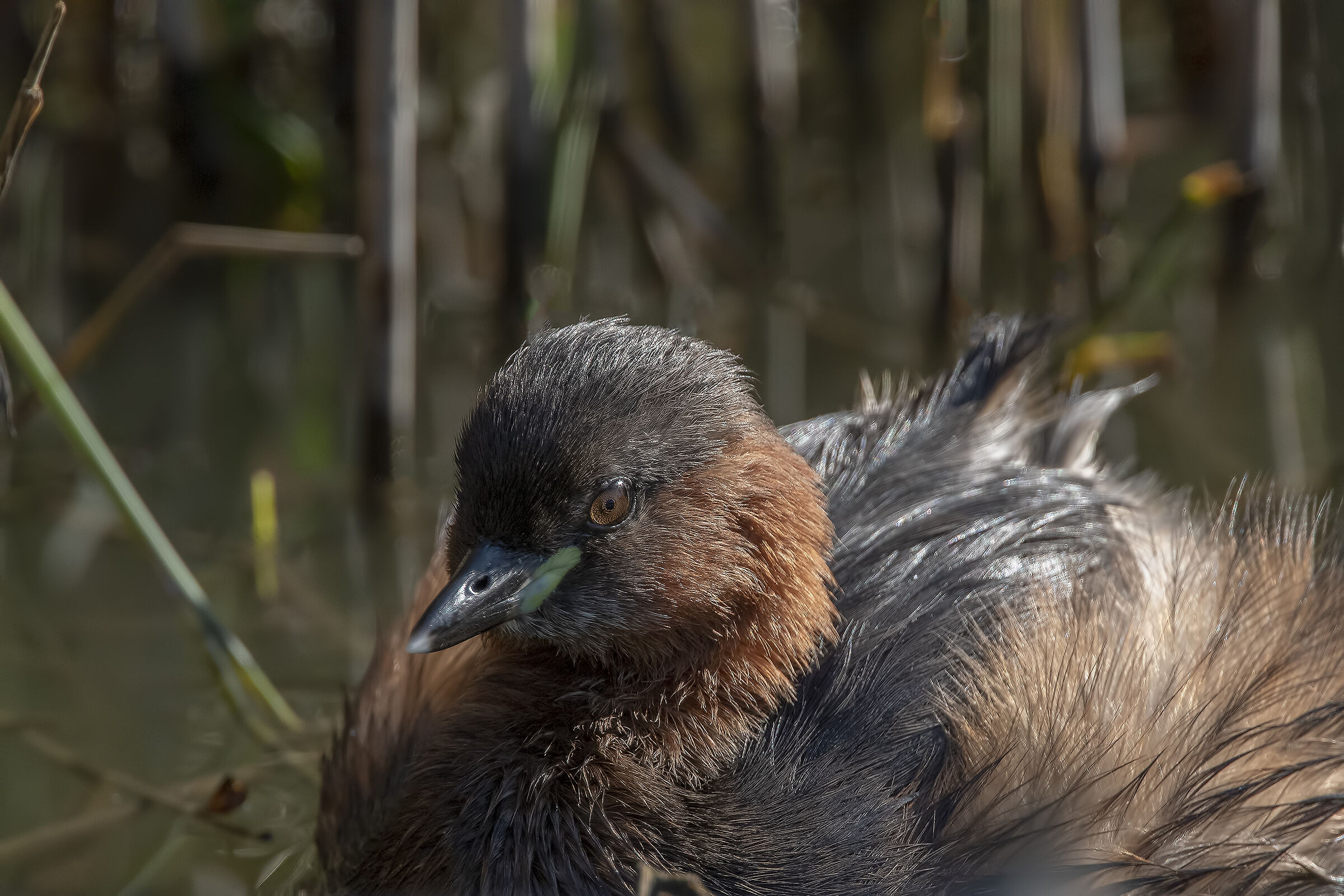 Little Grebe