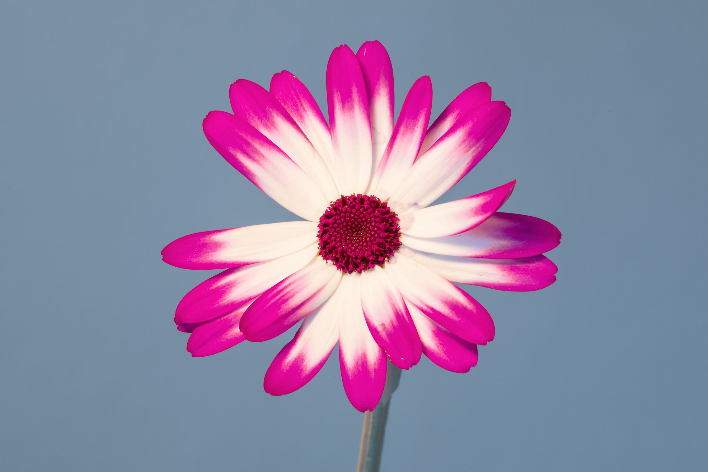 Fiore colto in giardino