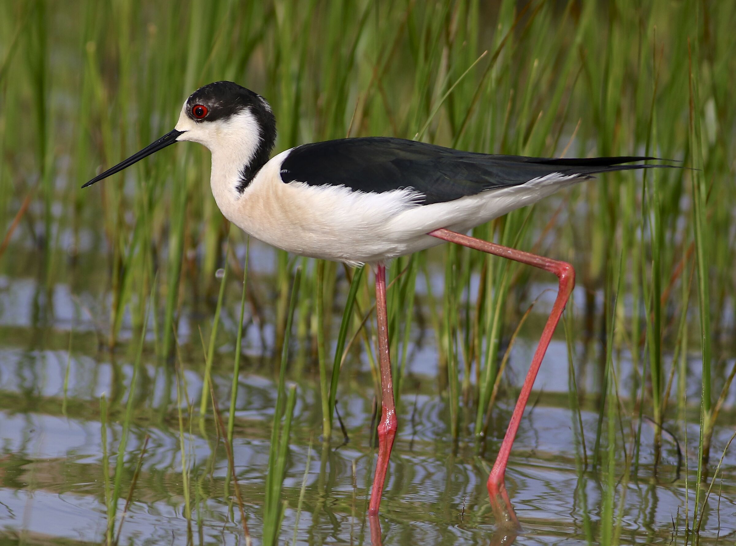 Knight in classic Pose