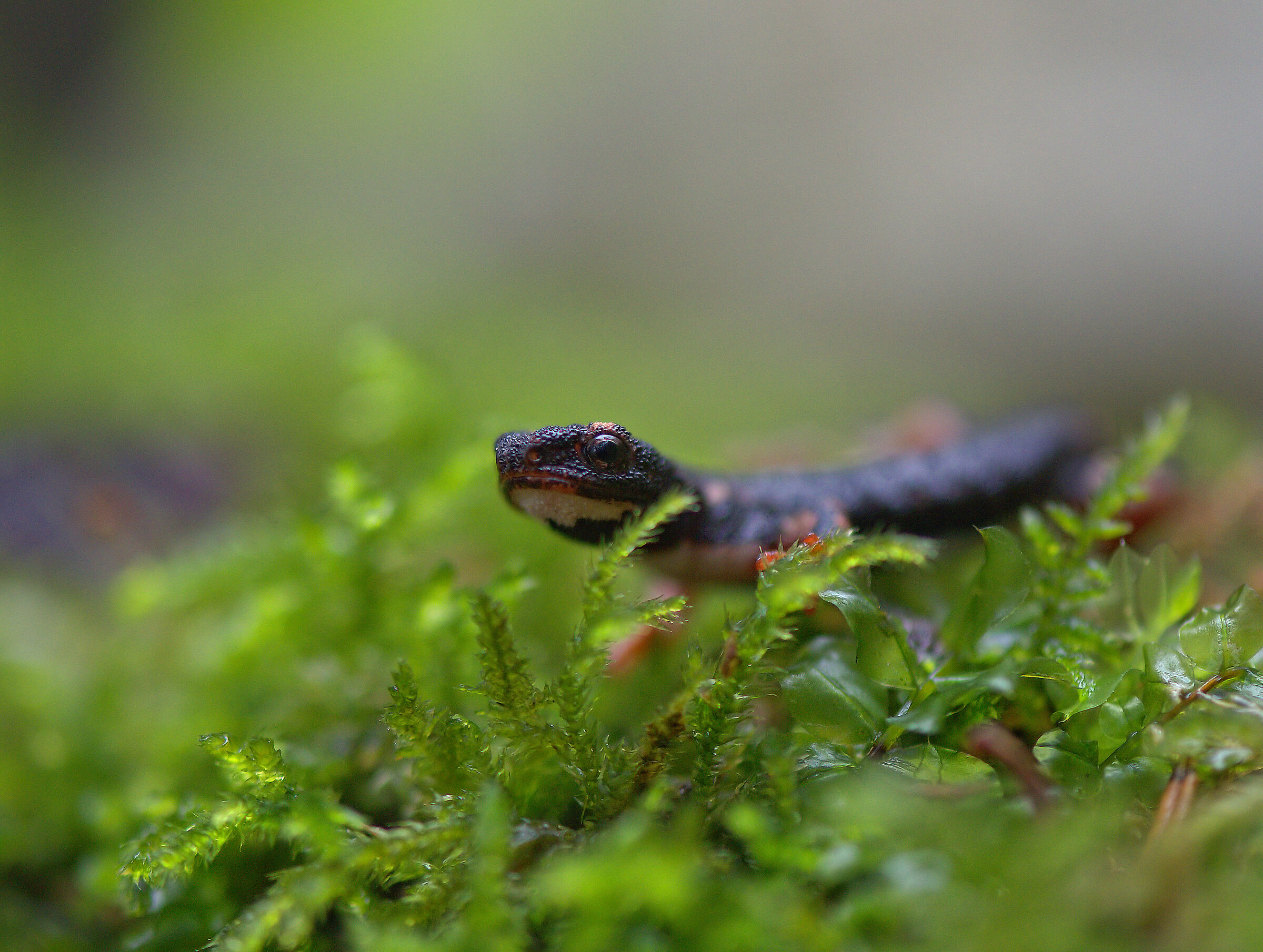 Spectacled Salamander