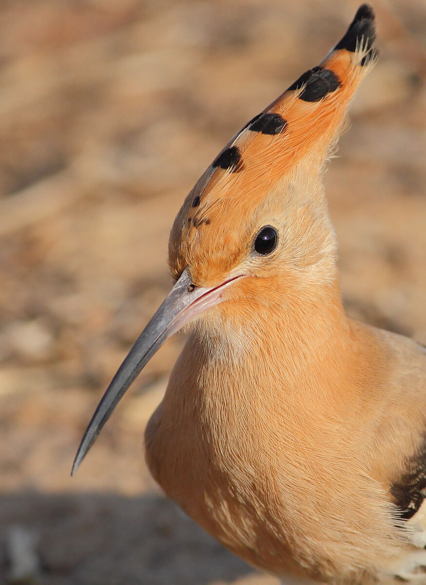 Hoopoe