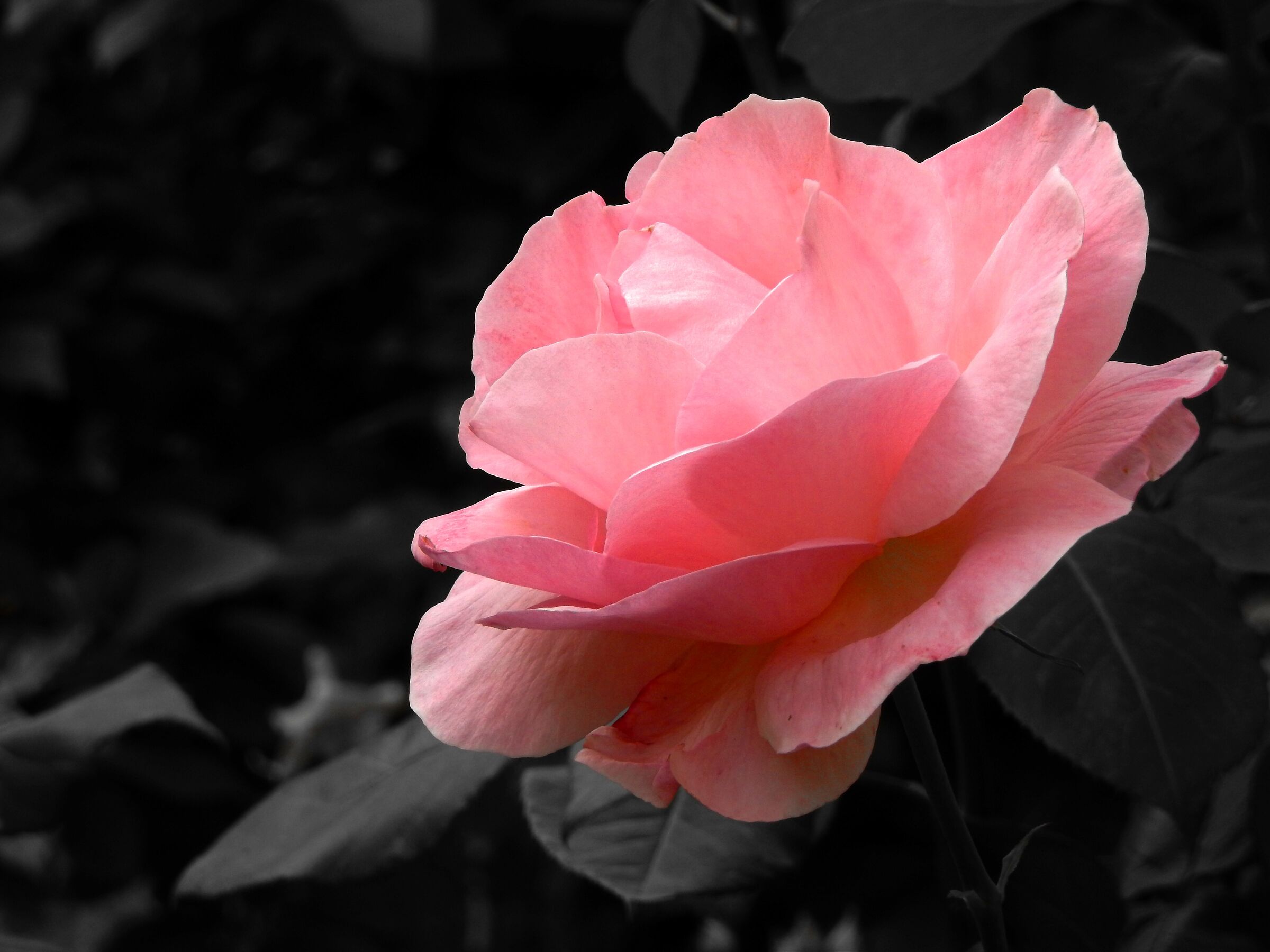 Son tornate a fiorire le rose …