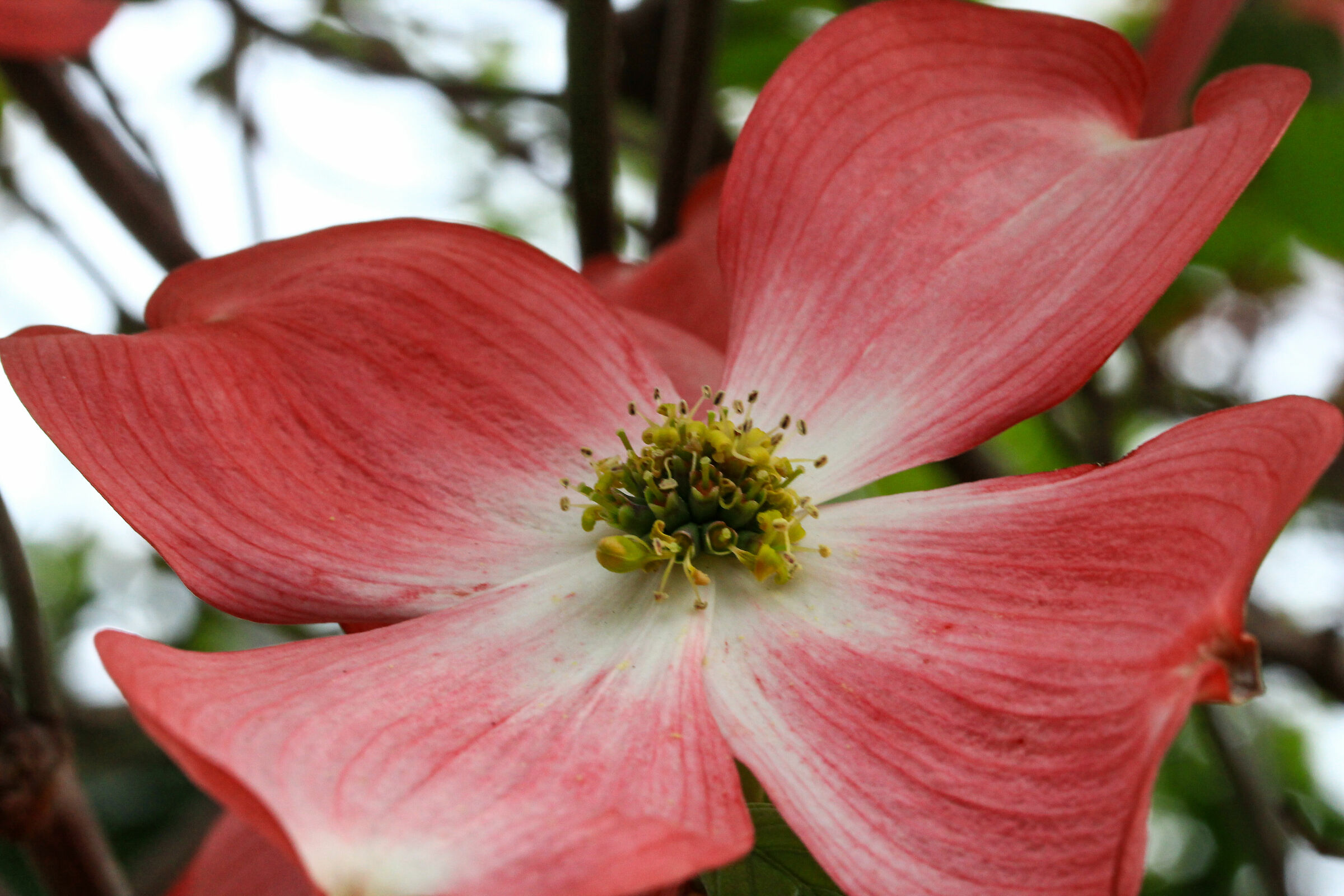 The Flower of the Dogwood