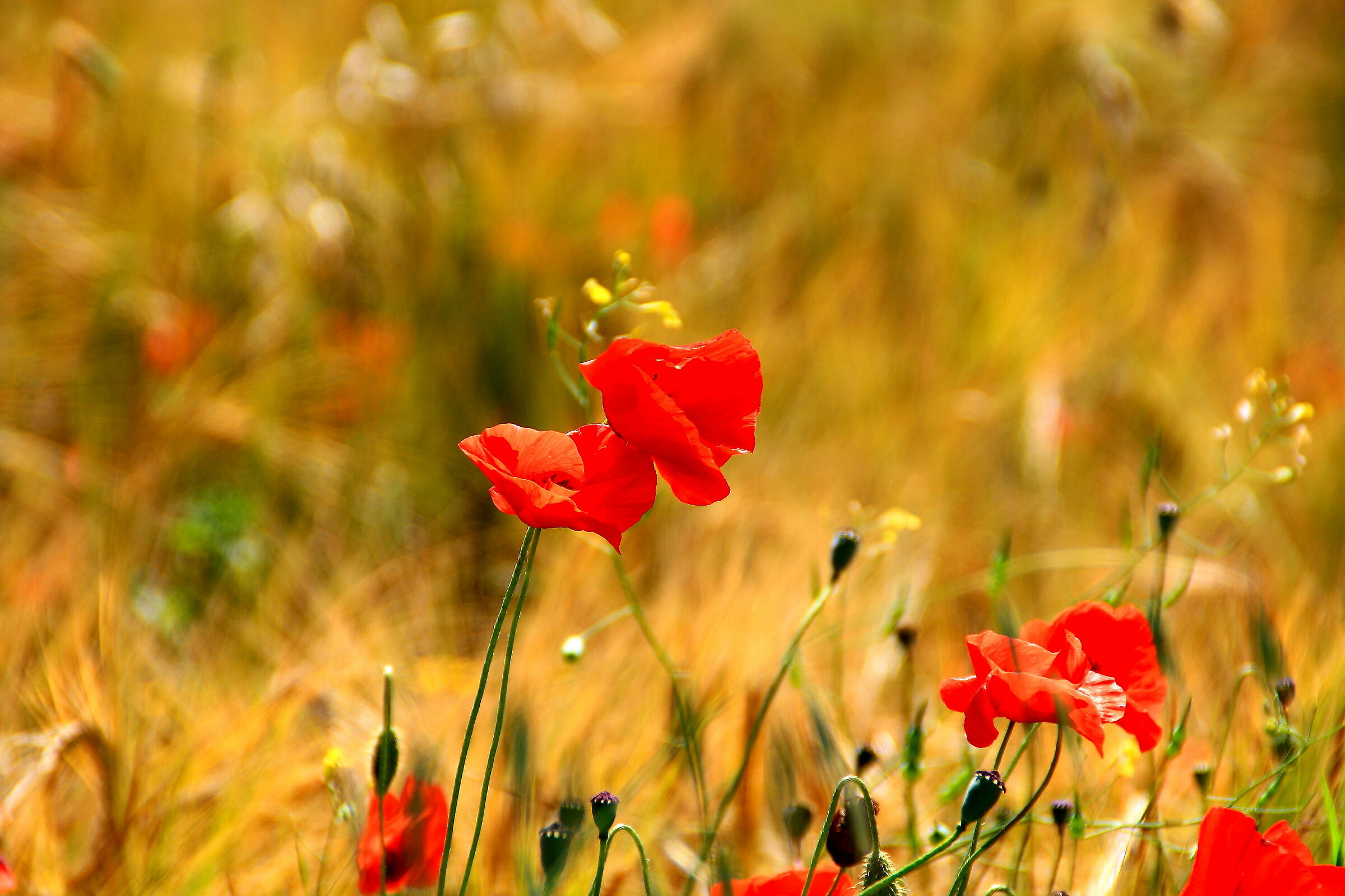 Tocco impressionista