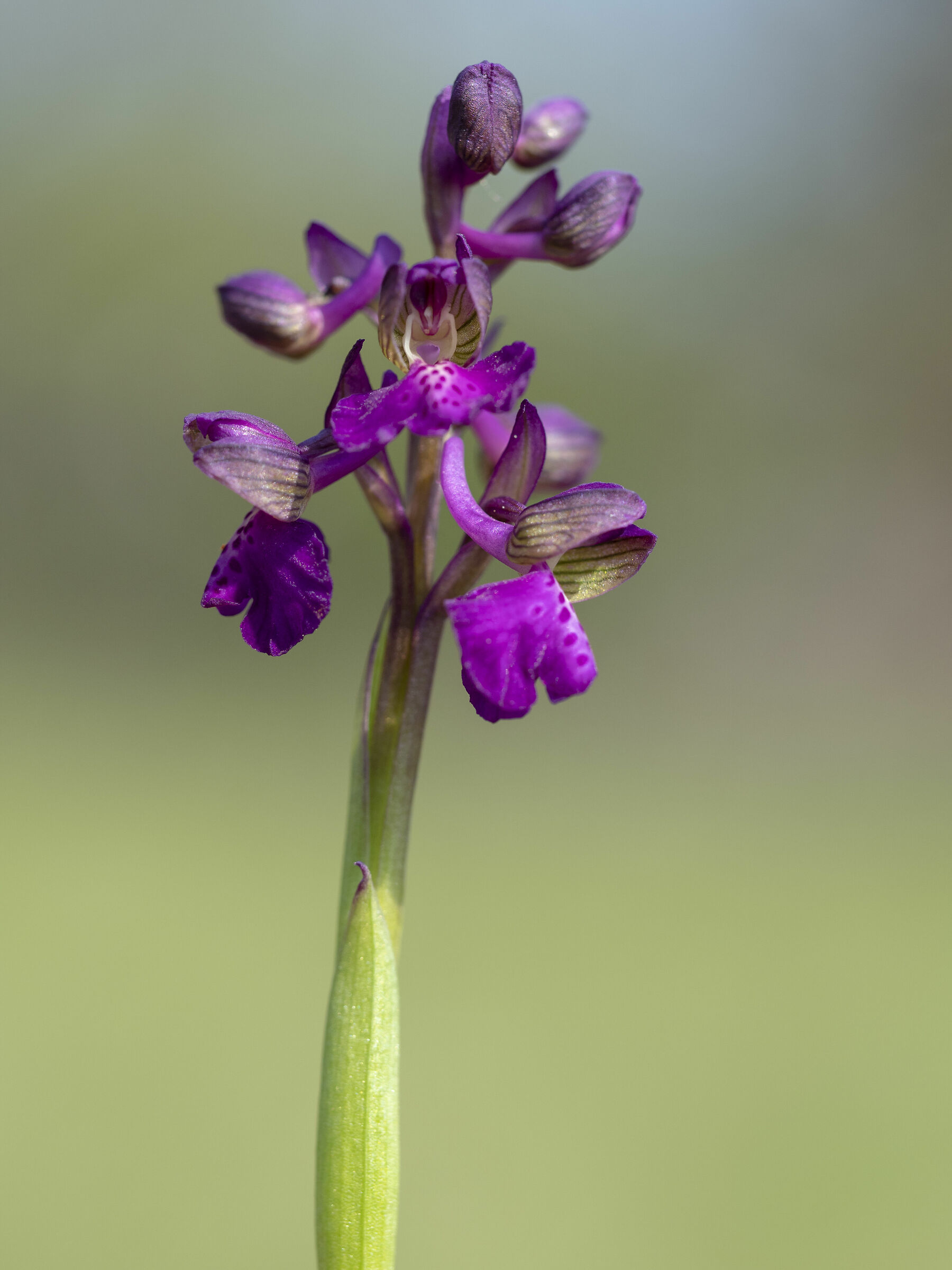 Morio Anacamptis "Wild Orchid"