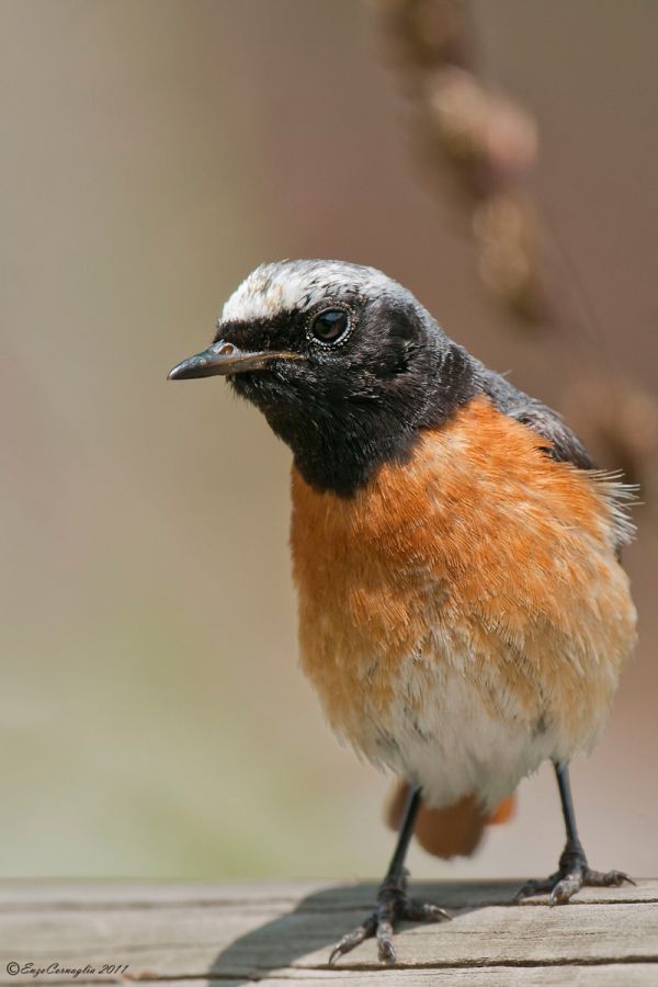 Redstart