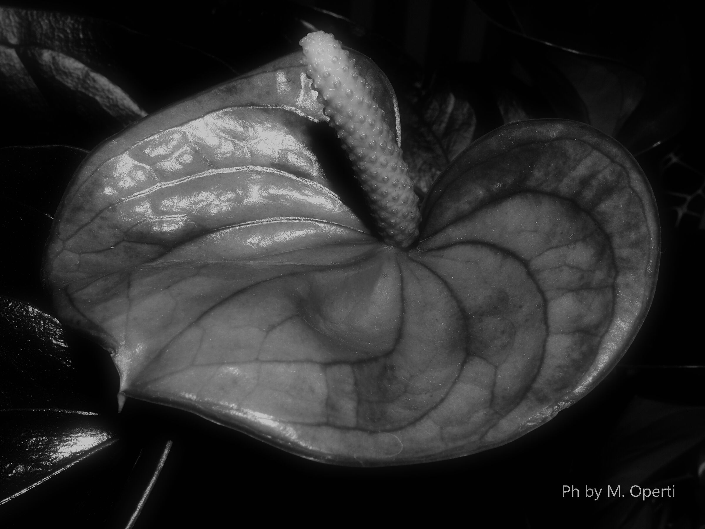 Ammorbidire i contorni