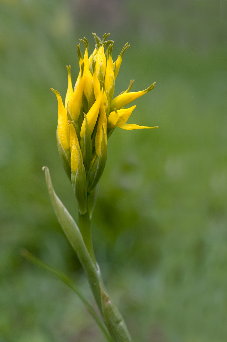 Gavilea lutea  Patagonia Cilena
