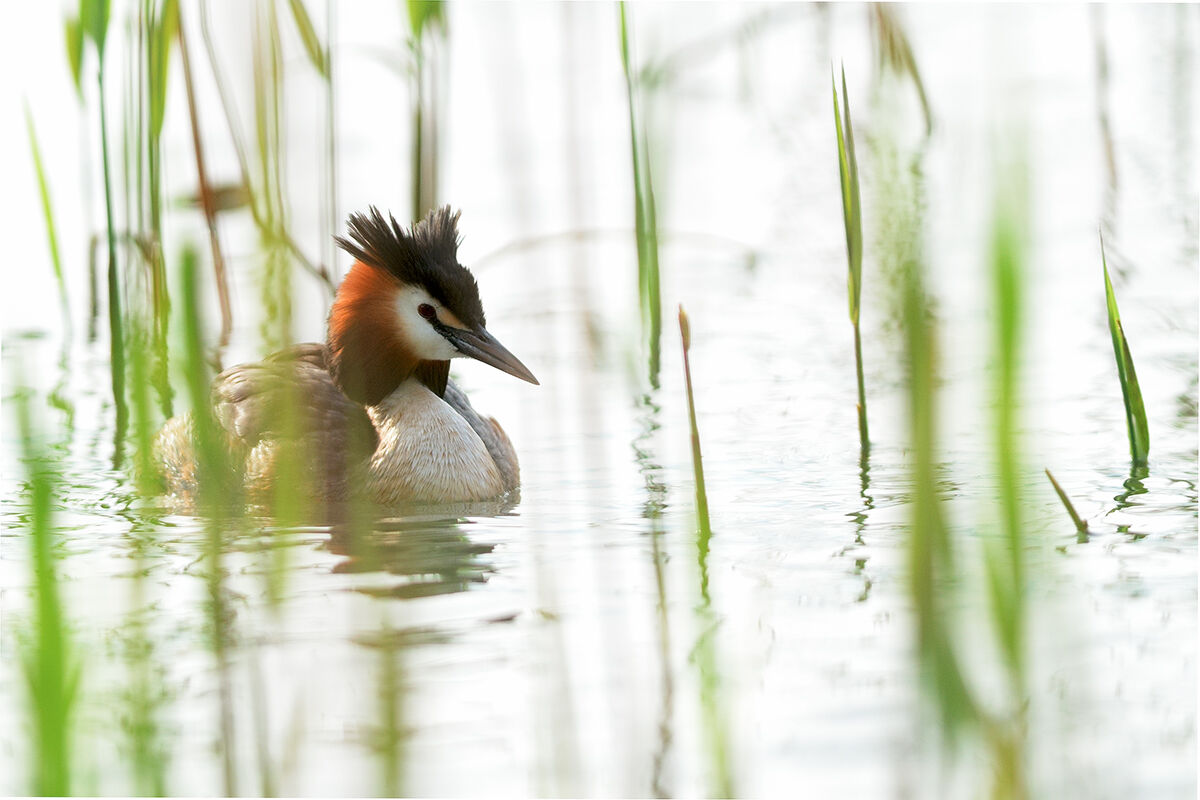 Grebe.
