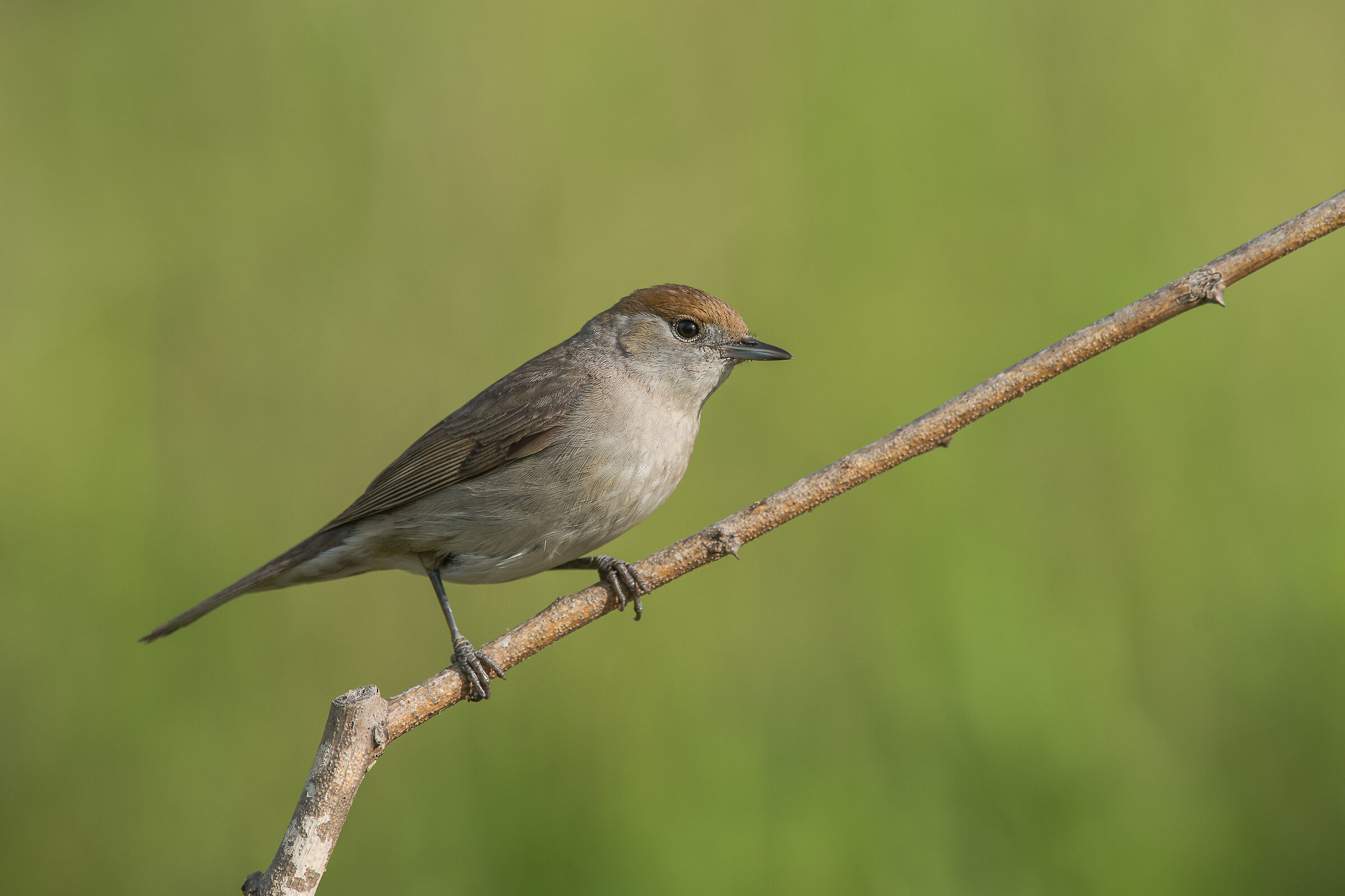 Female Blackcap