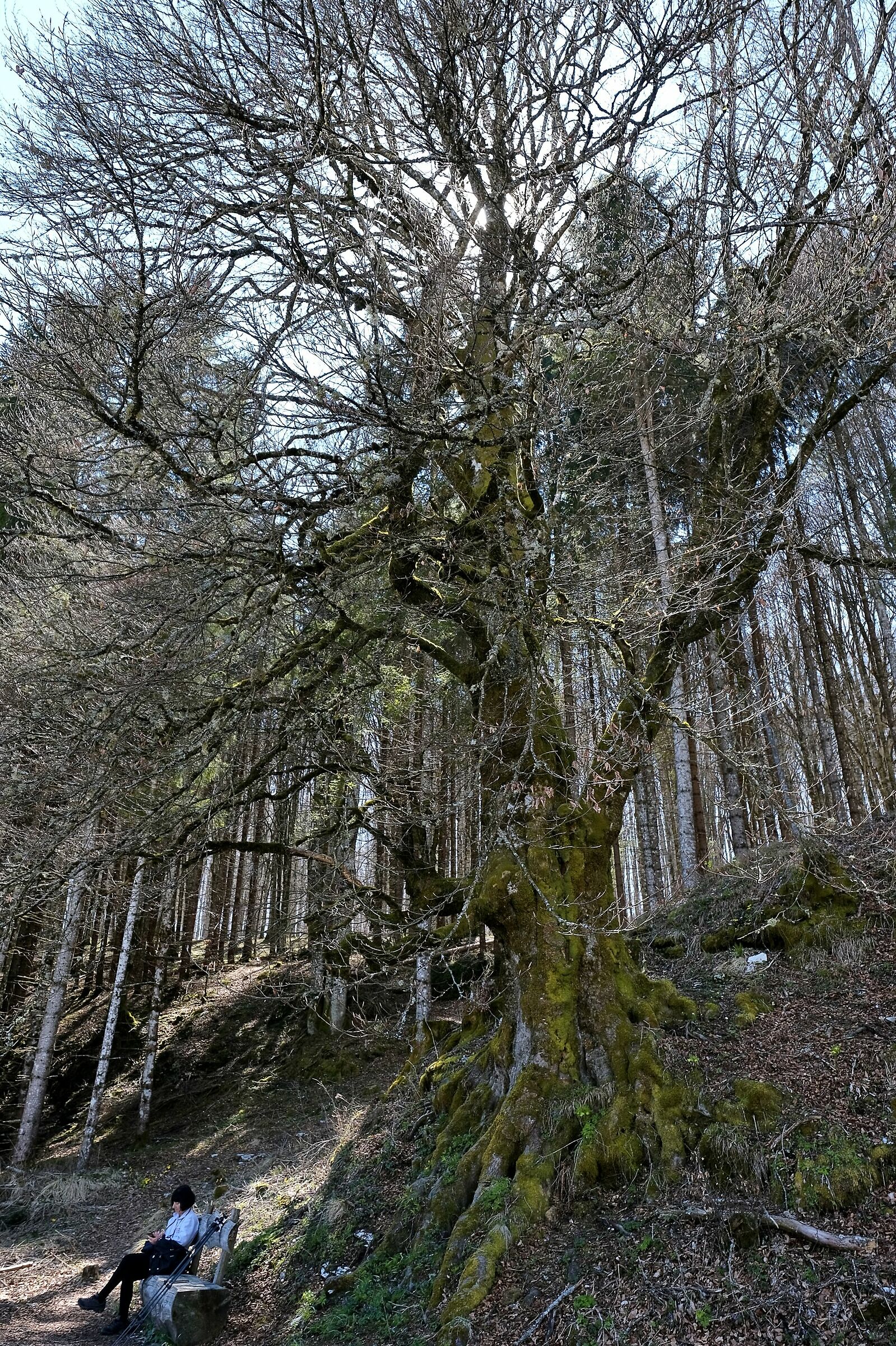 Secular Beech tree at Pian del Cansiglio