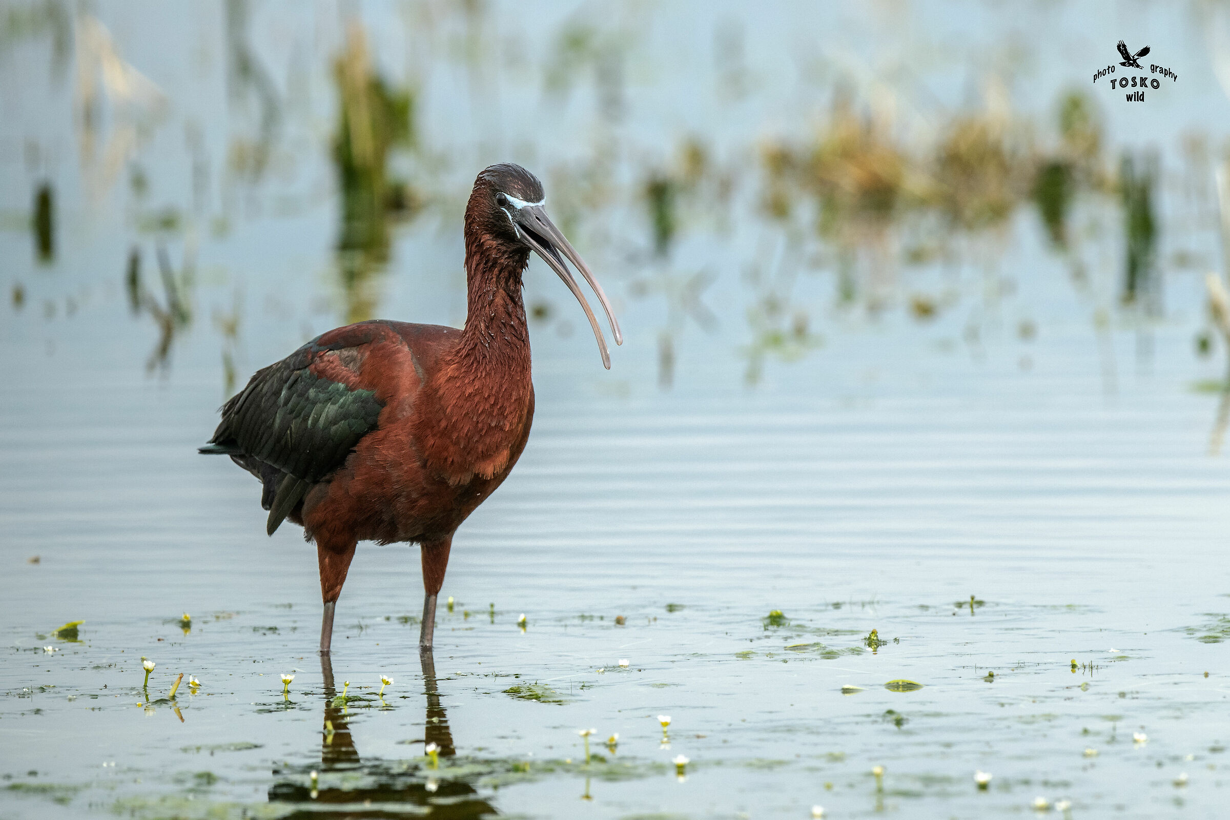 Lure (Plegadis Falcinellus)