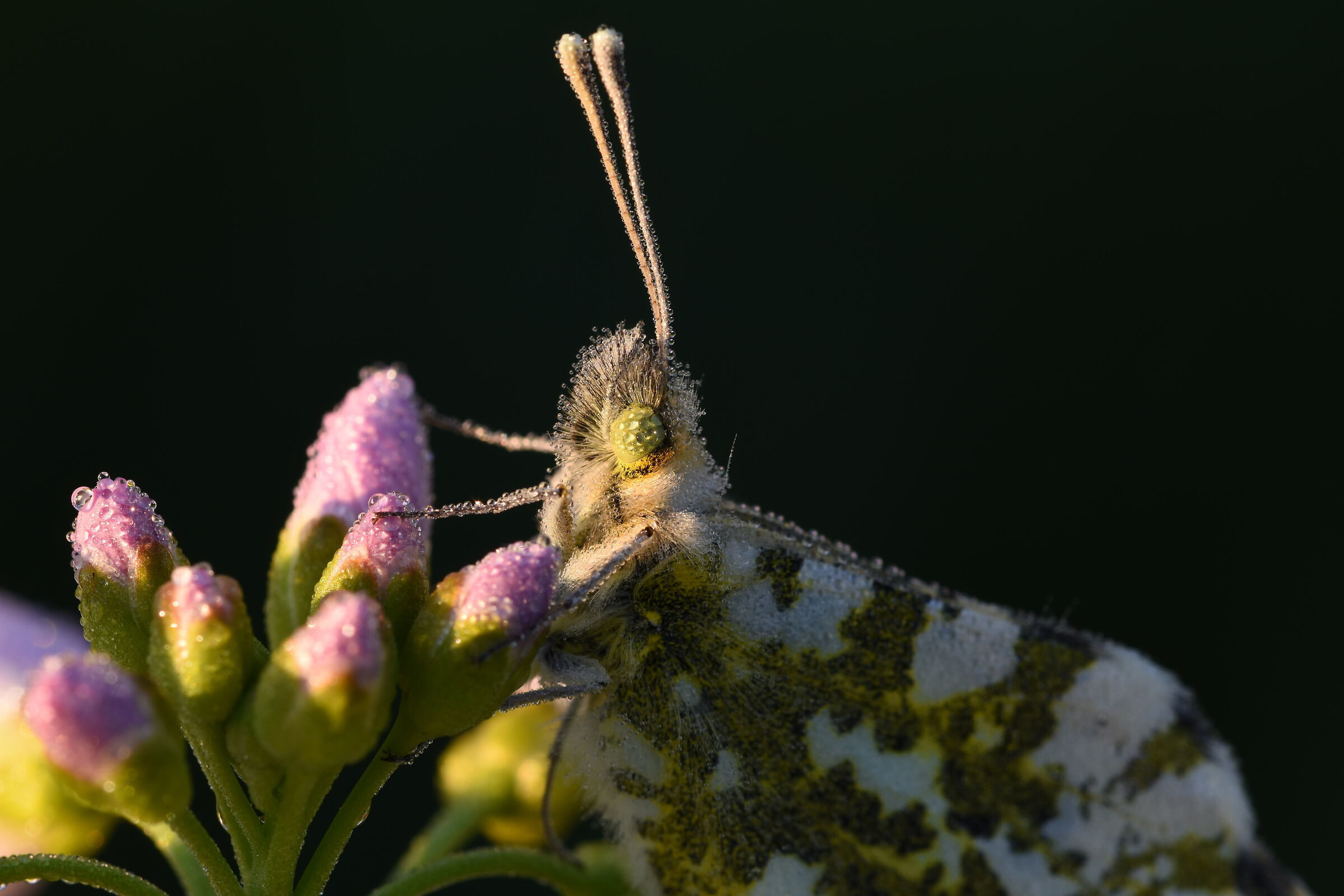 Anthocharis cardamines
